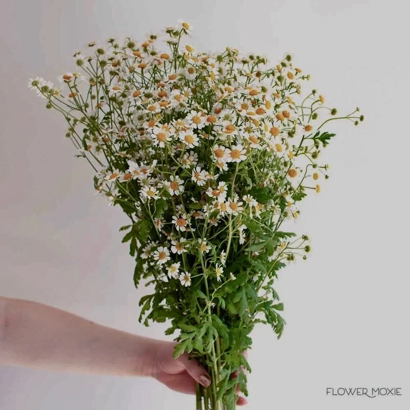 Chamomile flowers￼