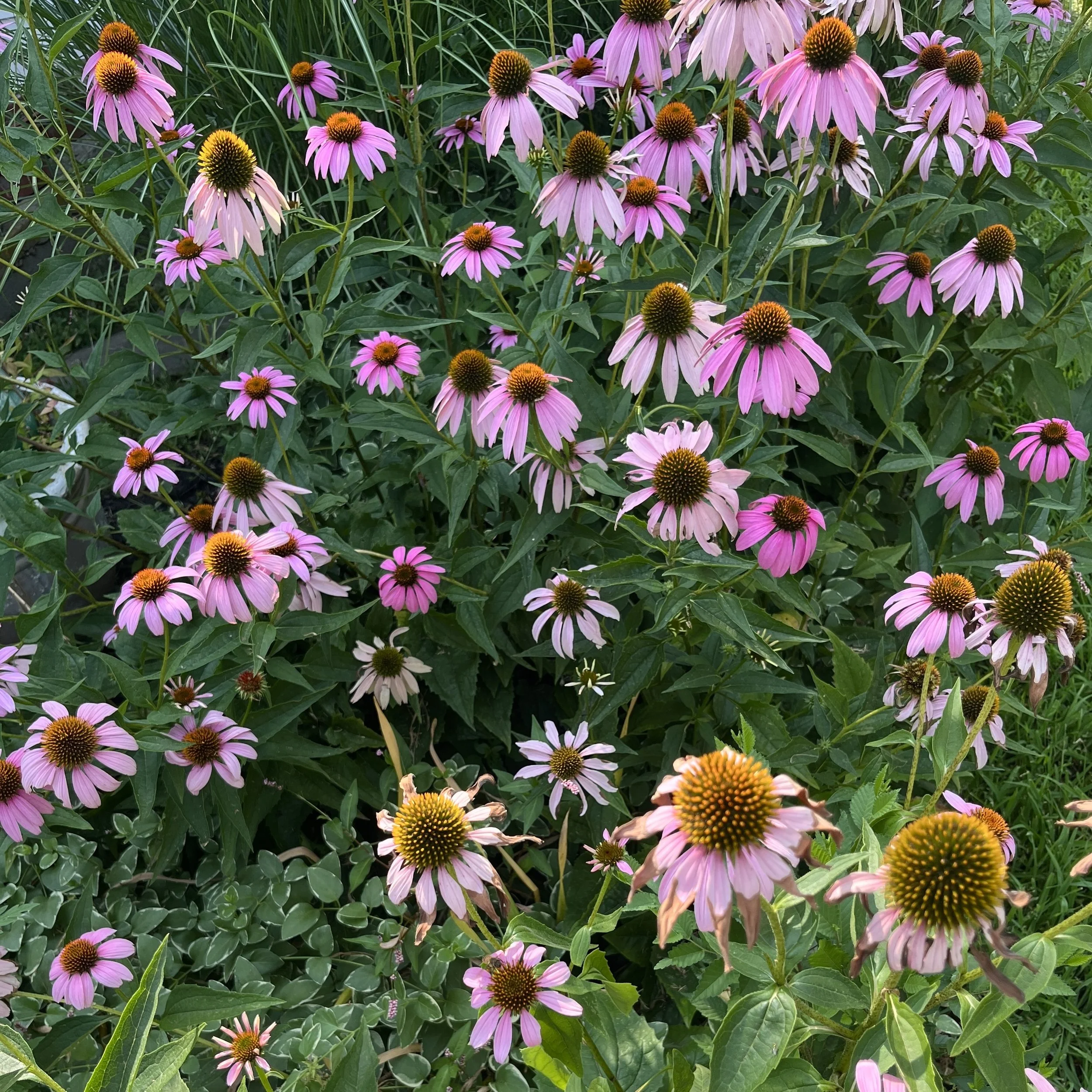 July Contentment