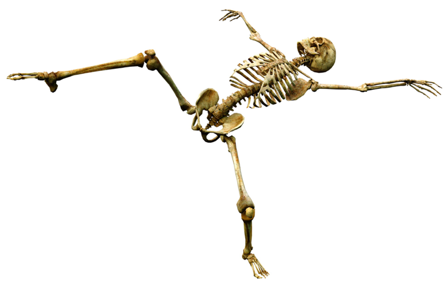 skele 1 edit.png