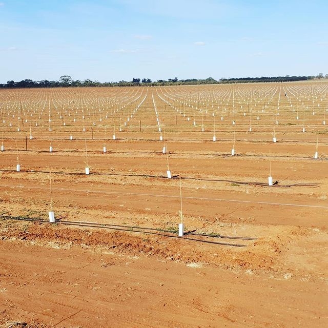 Finished off gridding for tree setouts today for one of our clients. 
Olive trees arrived from the nursery a couple of days ago and already 18000 are in the ground. Busy few weeks ahead as the aim to plant 10000 a day. 
The sight of all those milk ca
