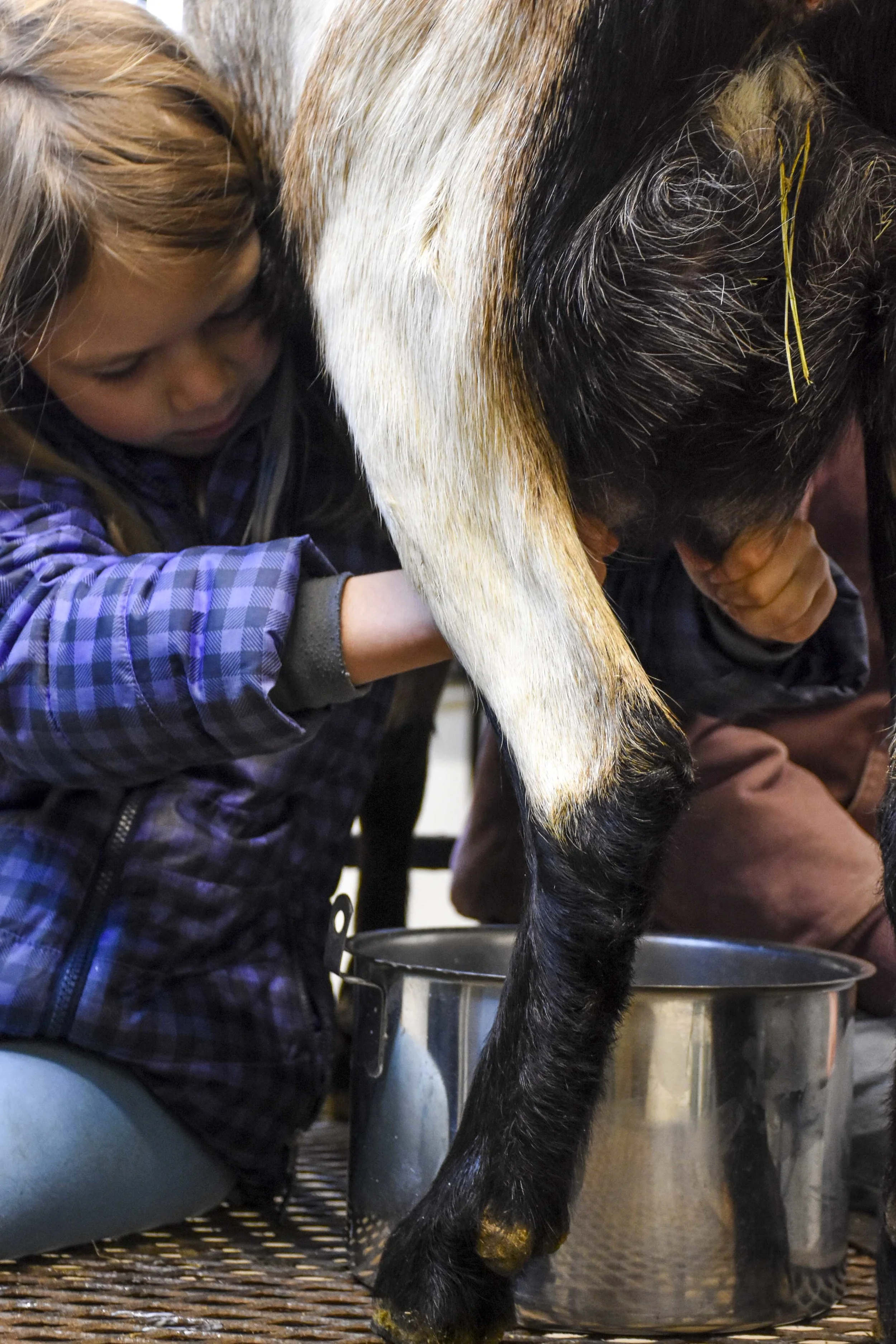 2017 Cora hand milking.jpg