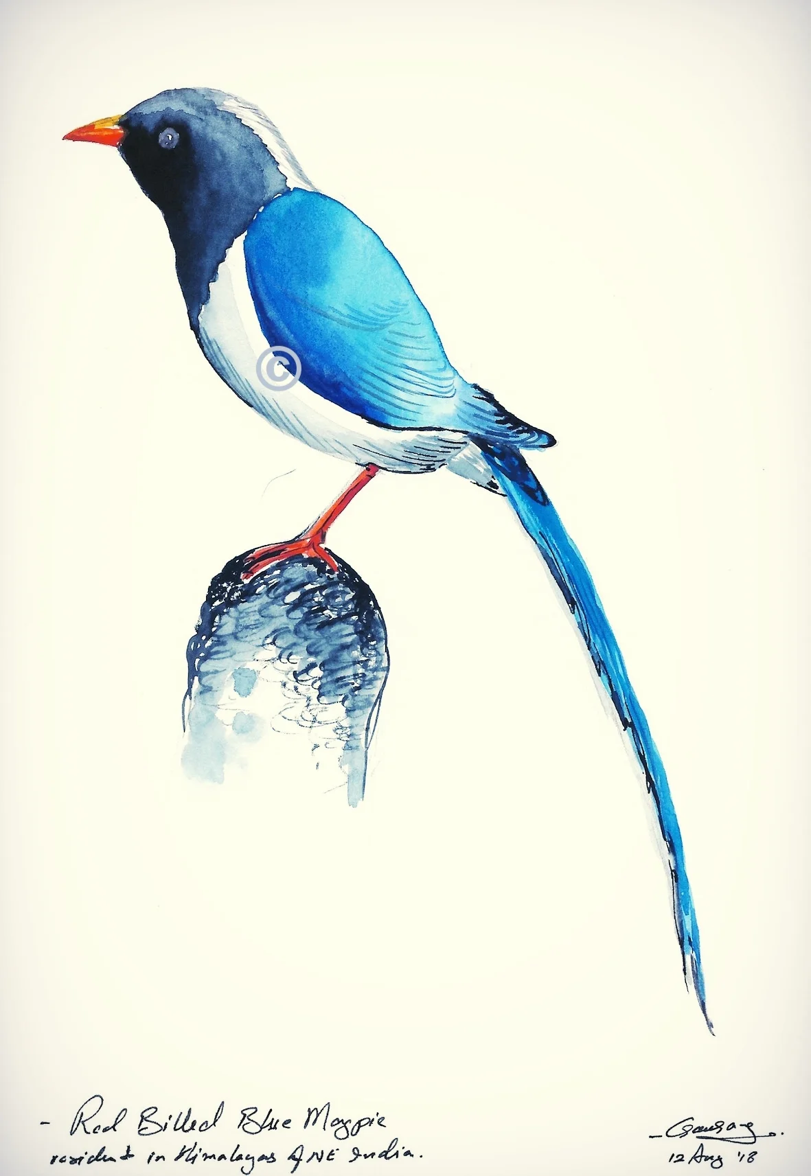 Red Billed Blue Magpie