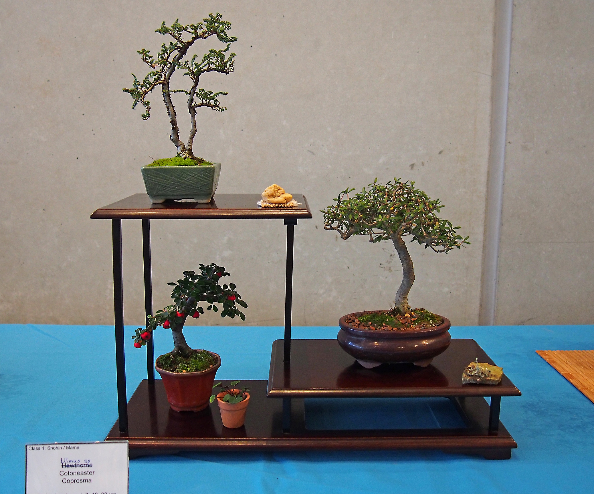 class 1 shohin 1.jpg