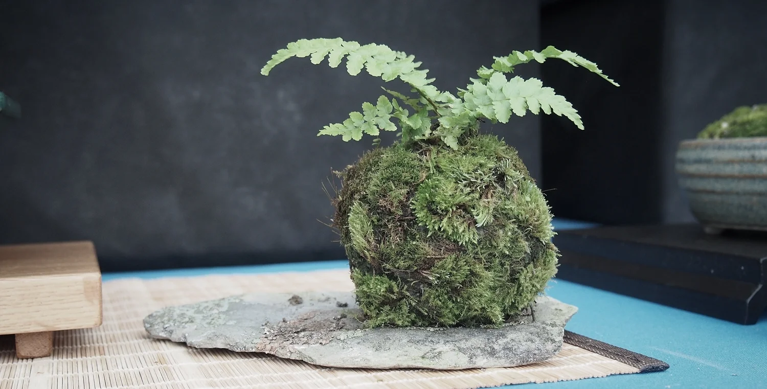 Christchurch Bonsai Society — Contact