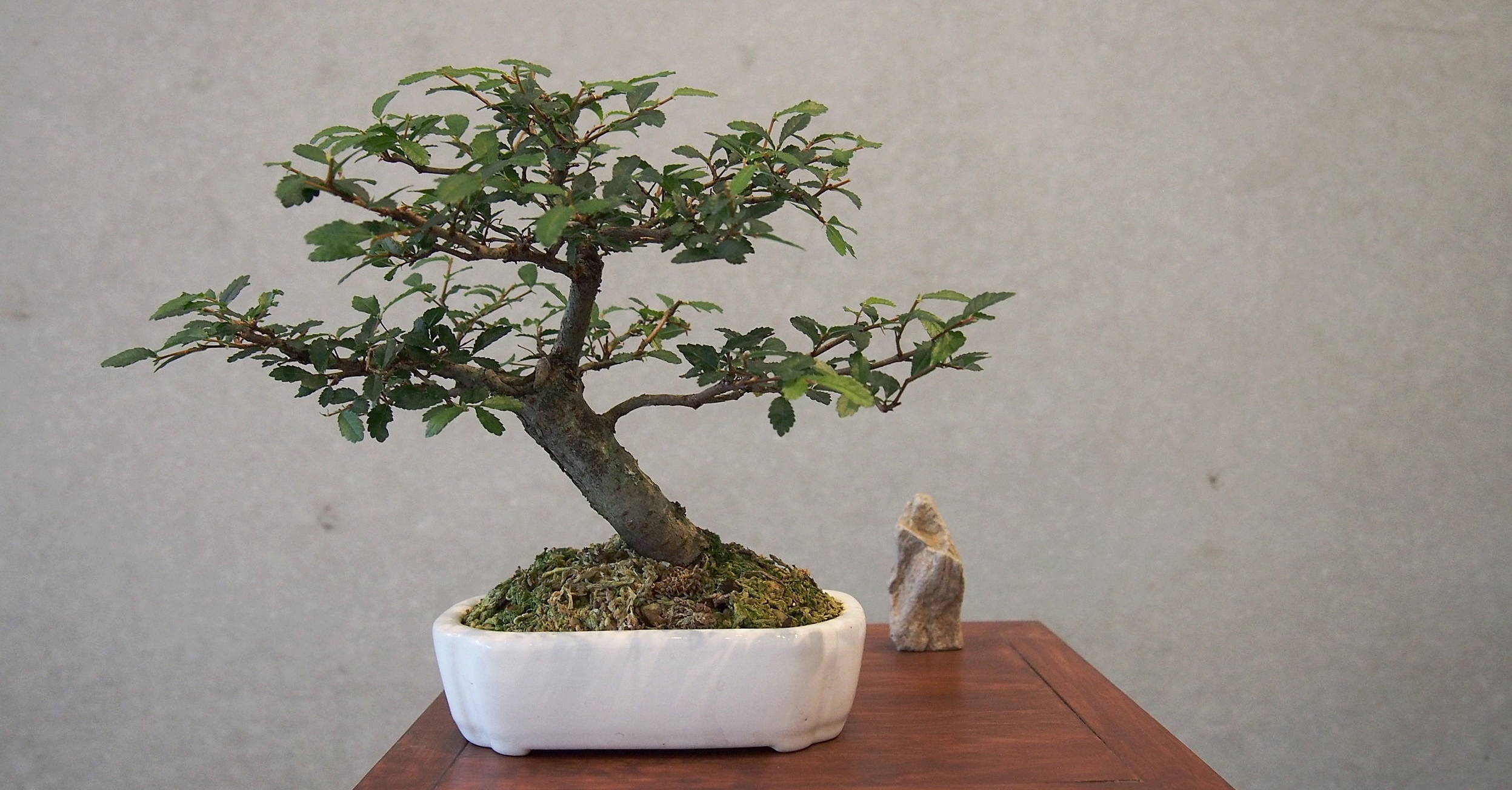 Christchurch Bonsai Society — Gallery