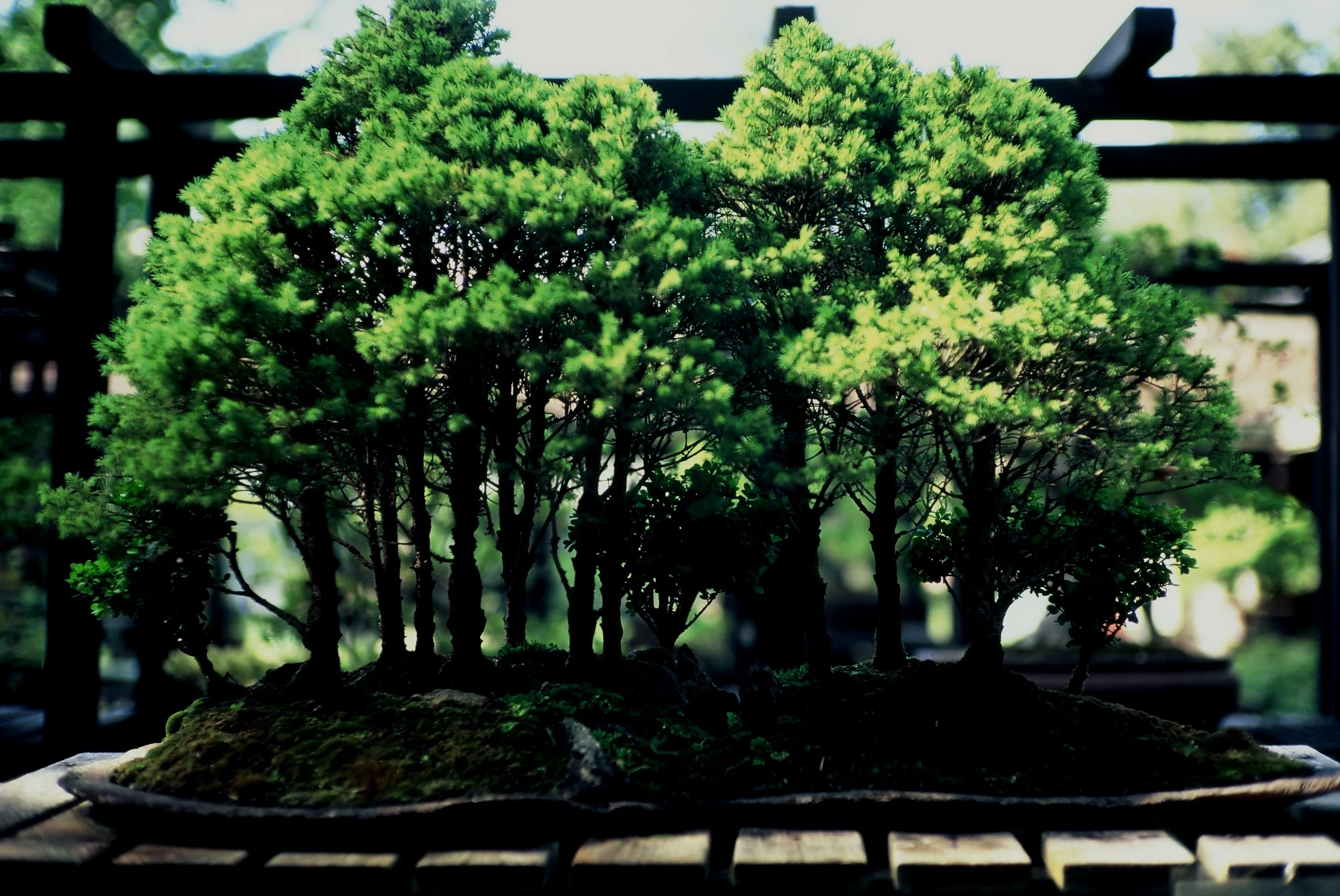 Christchurch Bonsai Society — Bonsai Basics