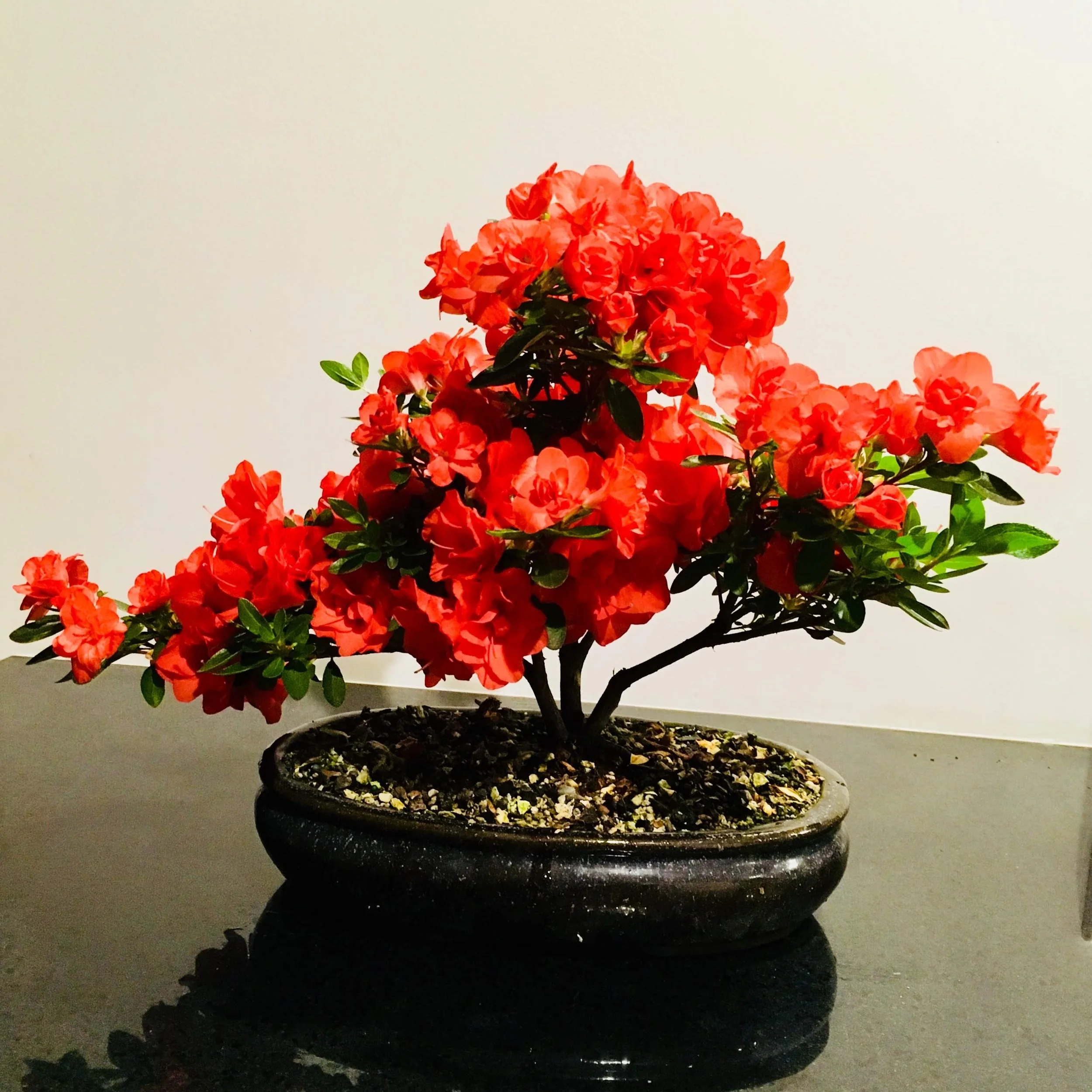Christchurch Bonsai Society — Gallery