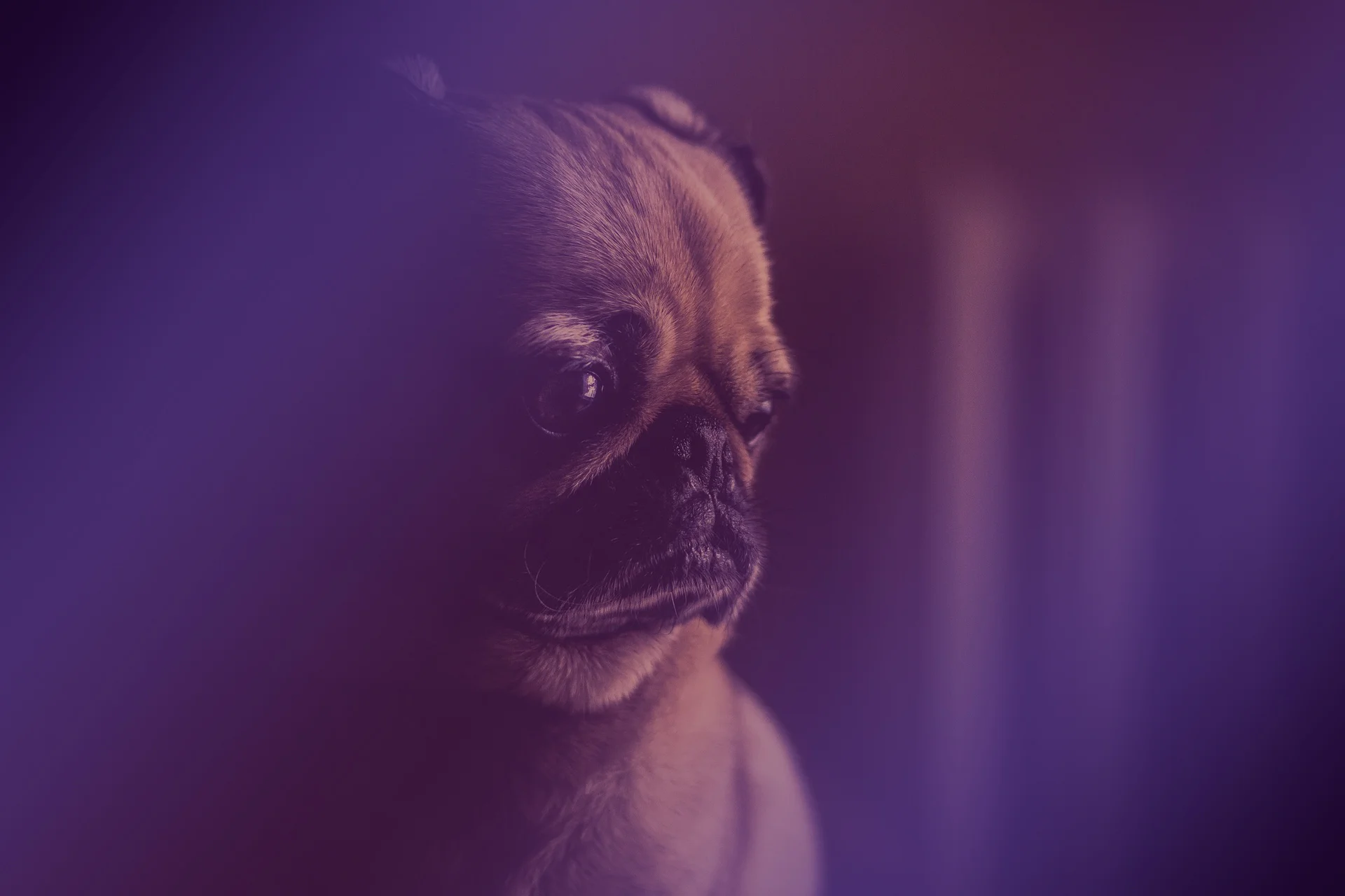 Blog #4: Recovering from “We Regret to Inform You” Job Opportunity Loss