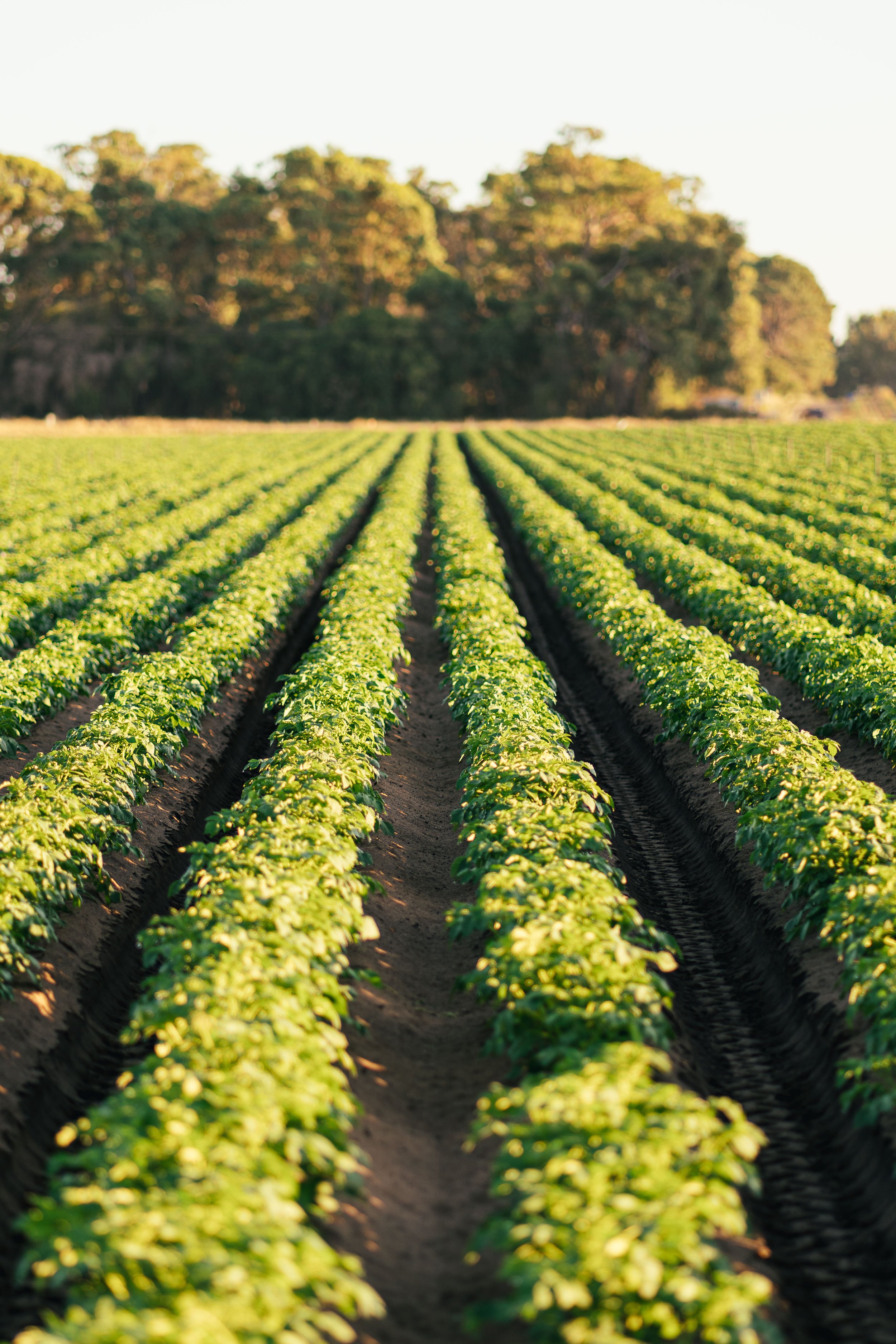 RiftPhotography-MyalupPotatoFarm-111.jpg