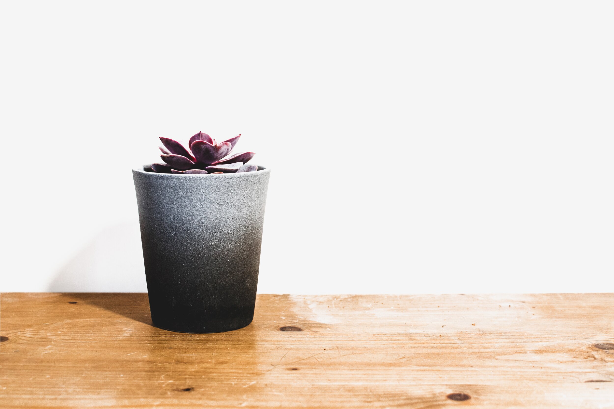 botanical-bright-desk-834657.jpg