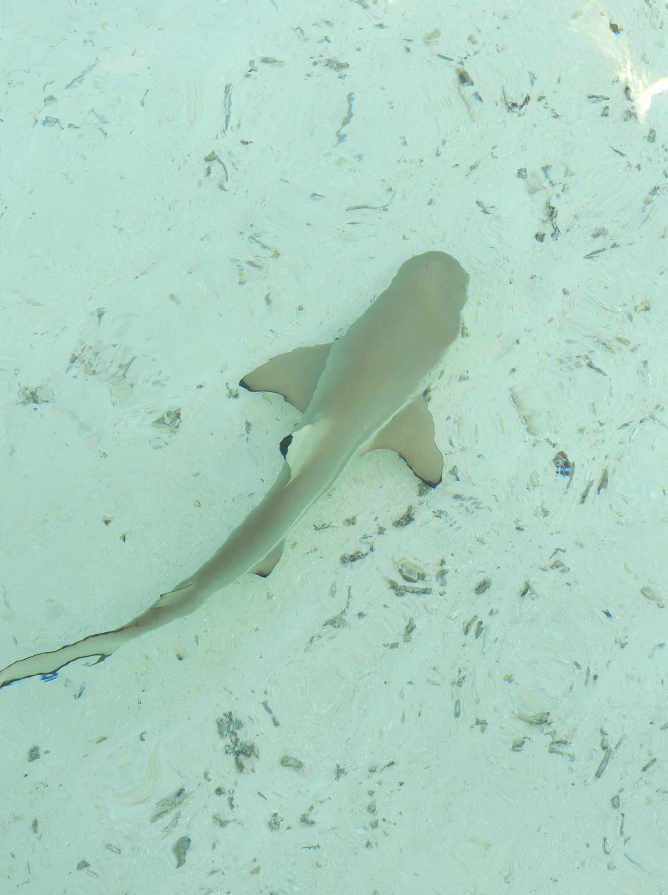 MF7_9936_00001.jpg