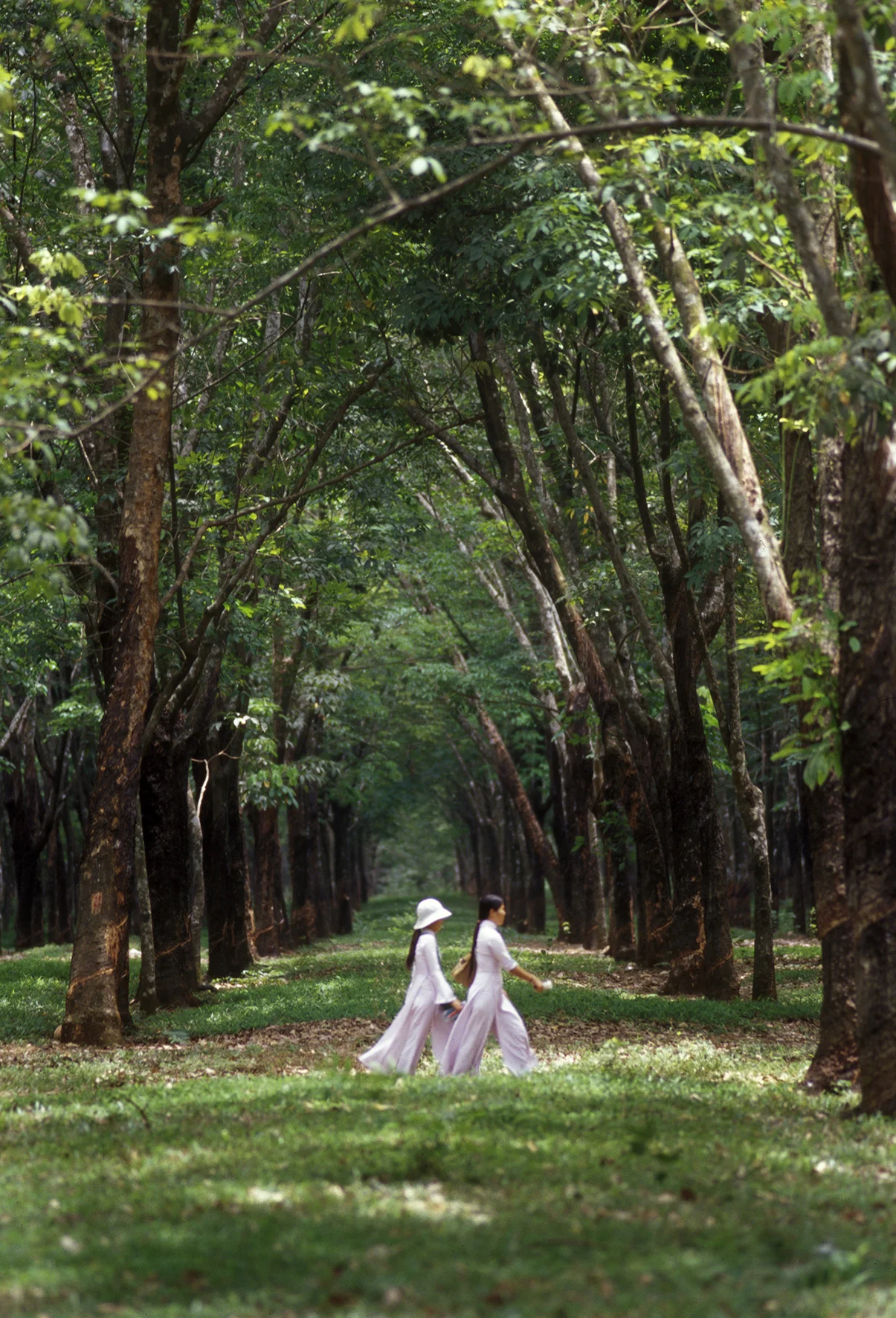 RUBBER TREE PLANTATION 2 copy 2.jpg