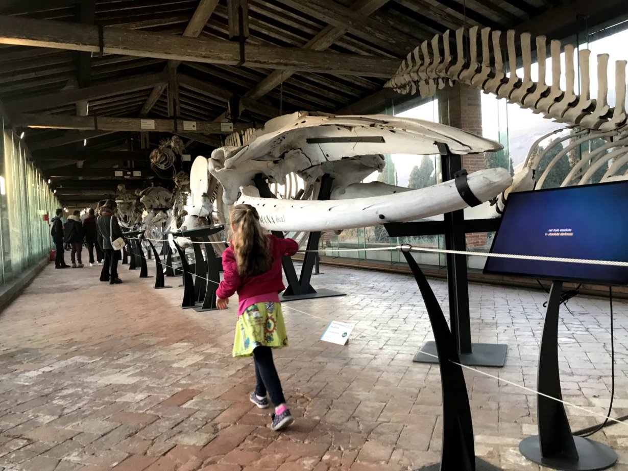 Fascinating whale bones at the Natural History Museum in Calci