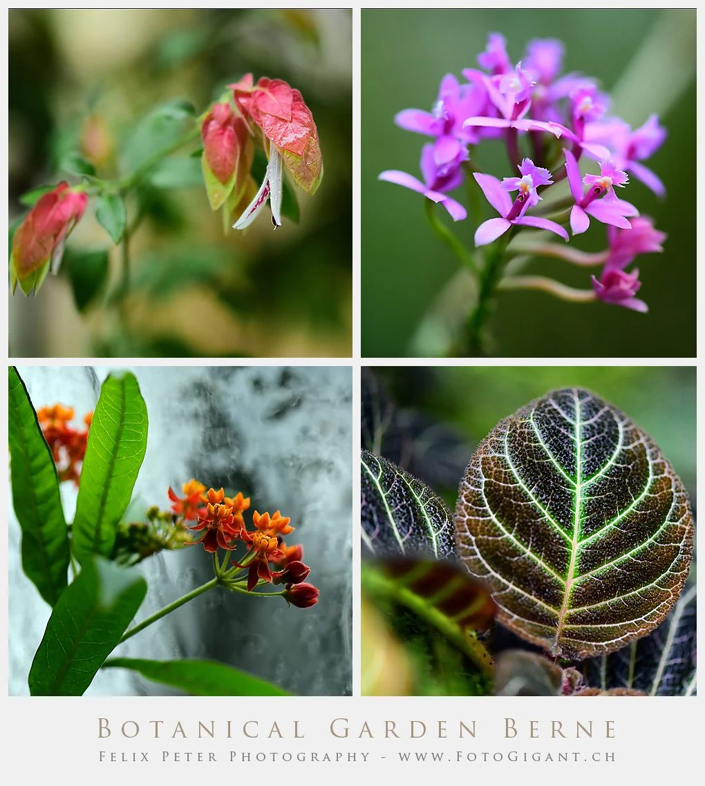 Botanischer Garten Bern