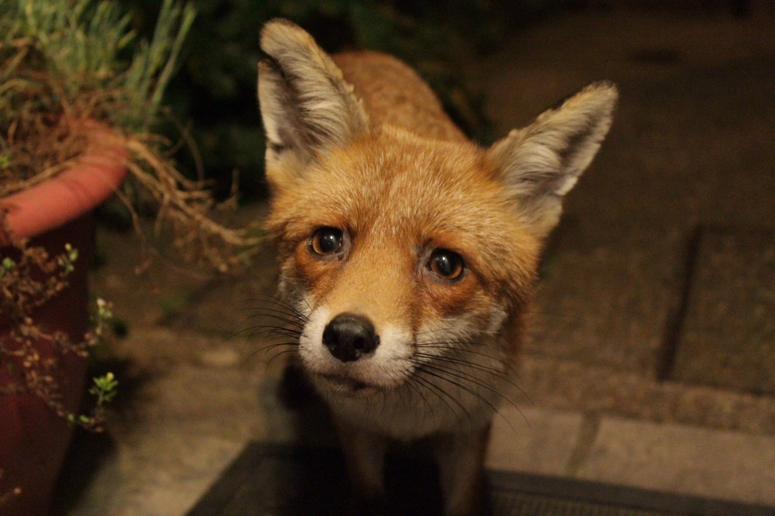 BBC broadcaster to visit Norfolk and Suffolk with tales of fox friendship