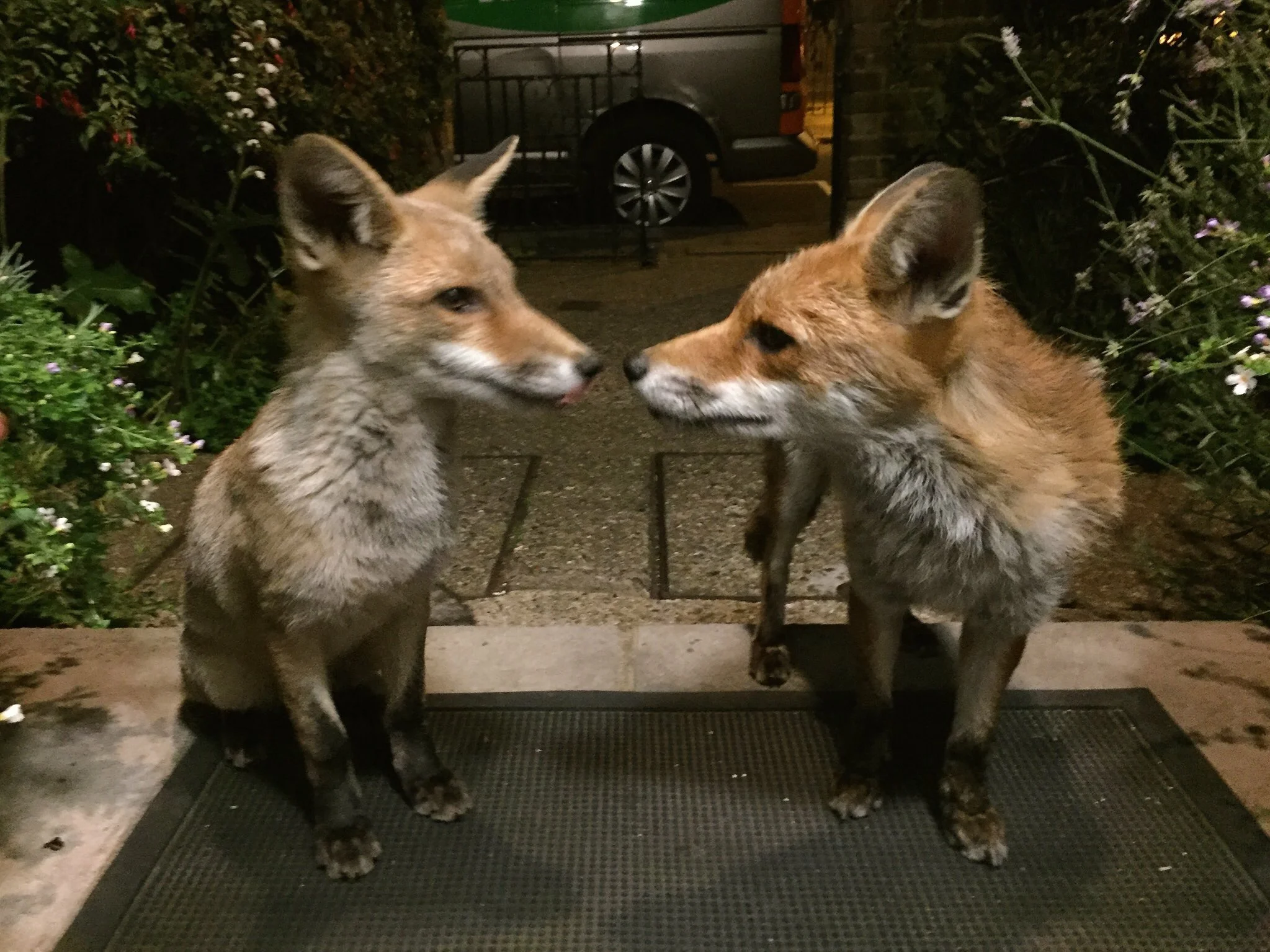 London's Most Handsome Fox Has Had Cubs