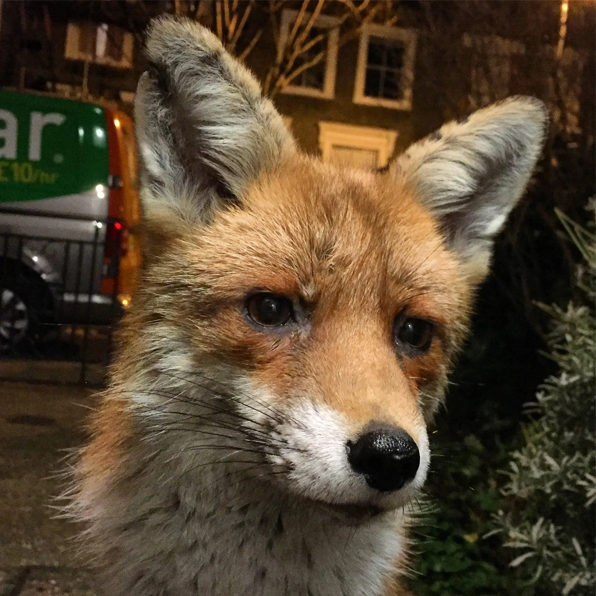 How a bruised urban fox stole the heart of Zeb Soanes