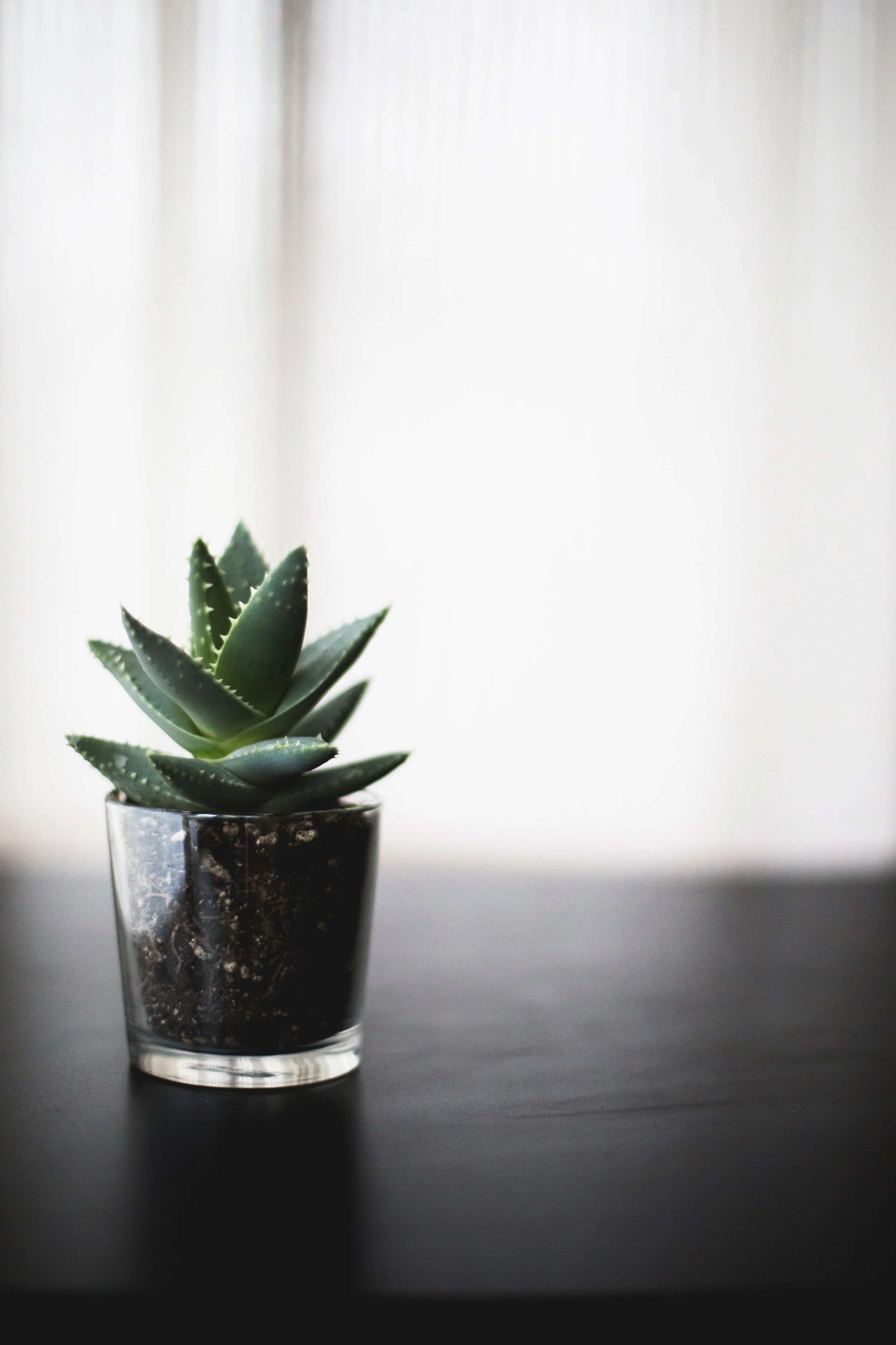 6 air purifying plants recommended by NASA — Floralogist