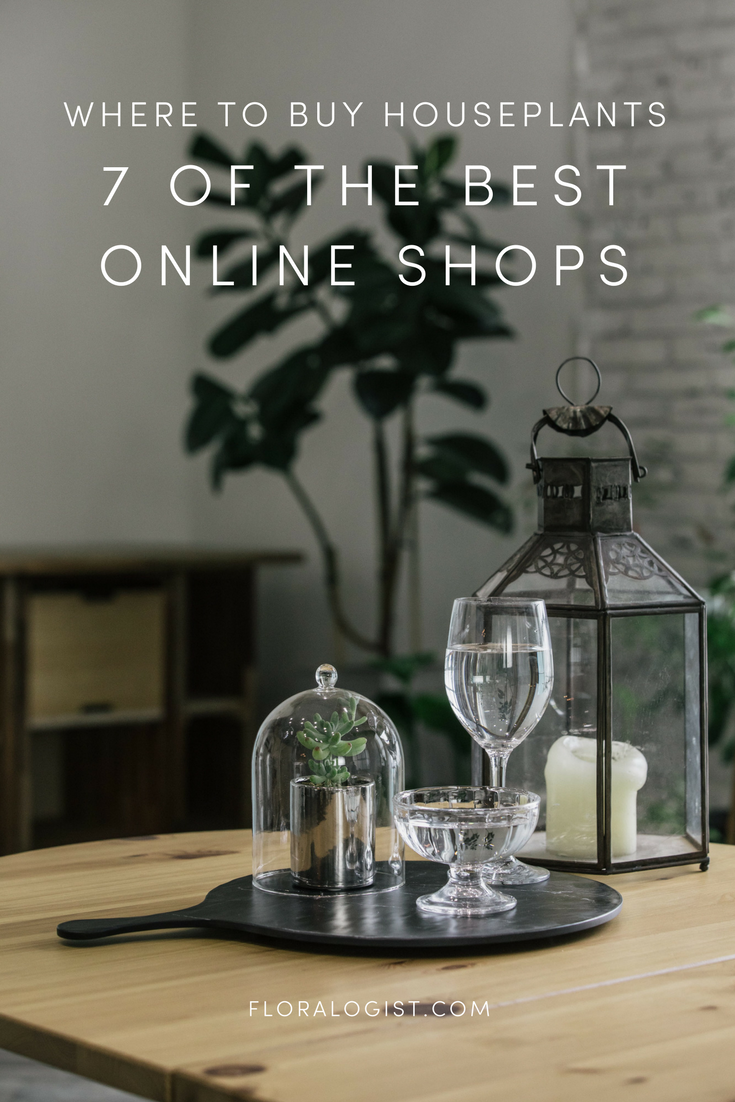Where to buy houseplants 7 of the best online shops — Floralogist