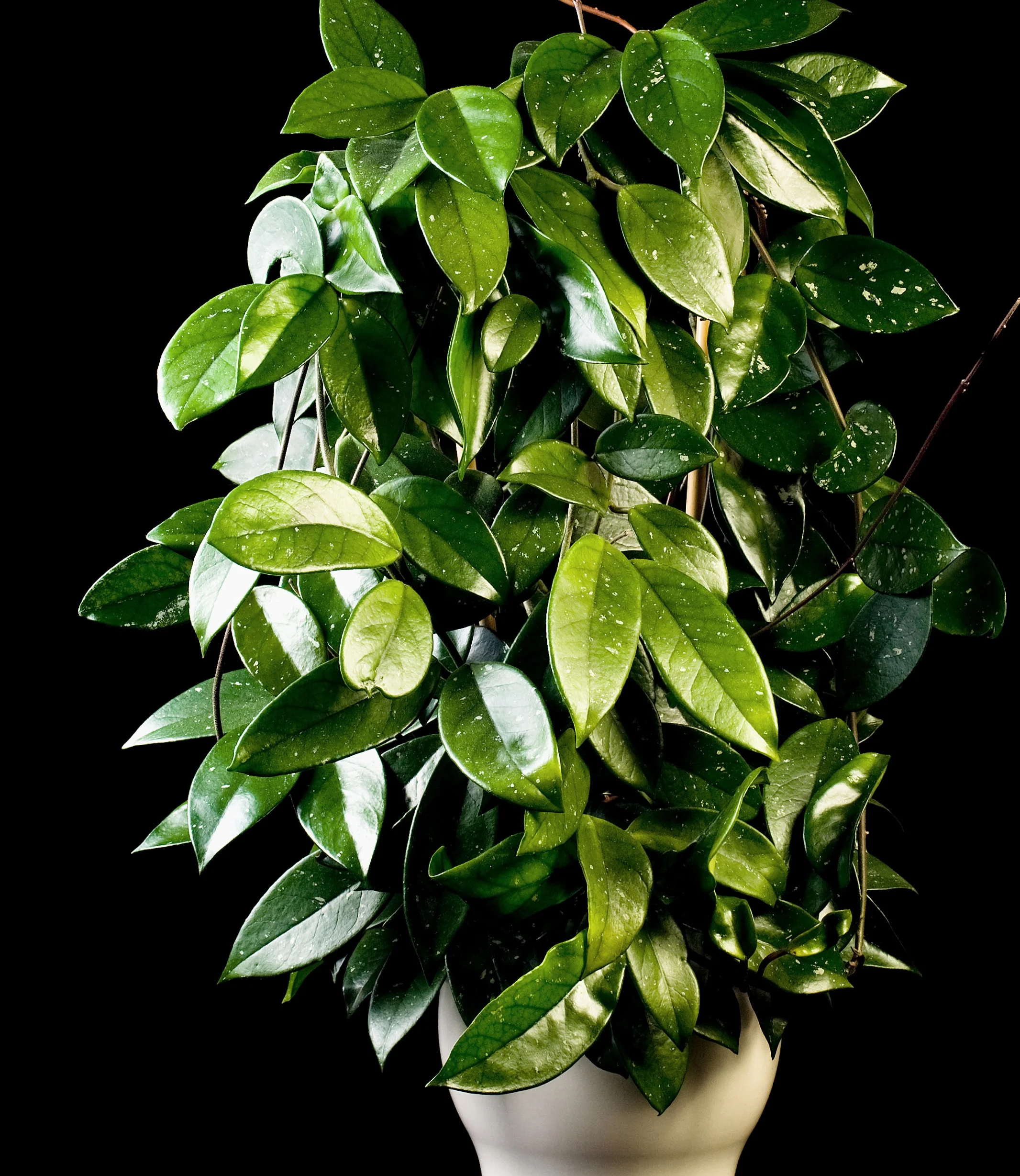 hoya+-+wax+plant.jpg