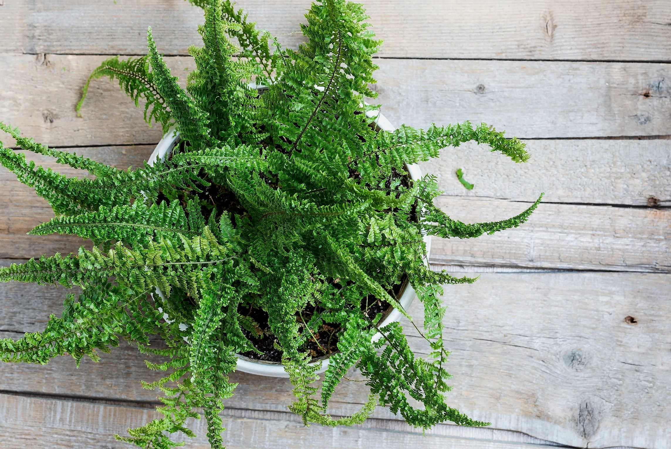 boston+fern.jpg