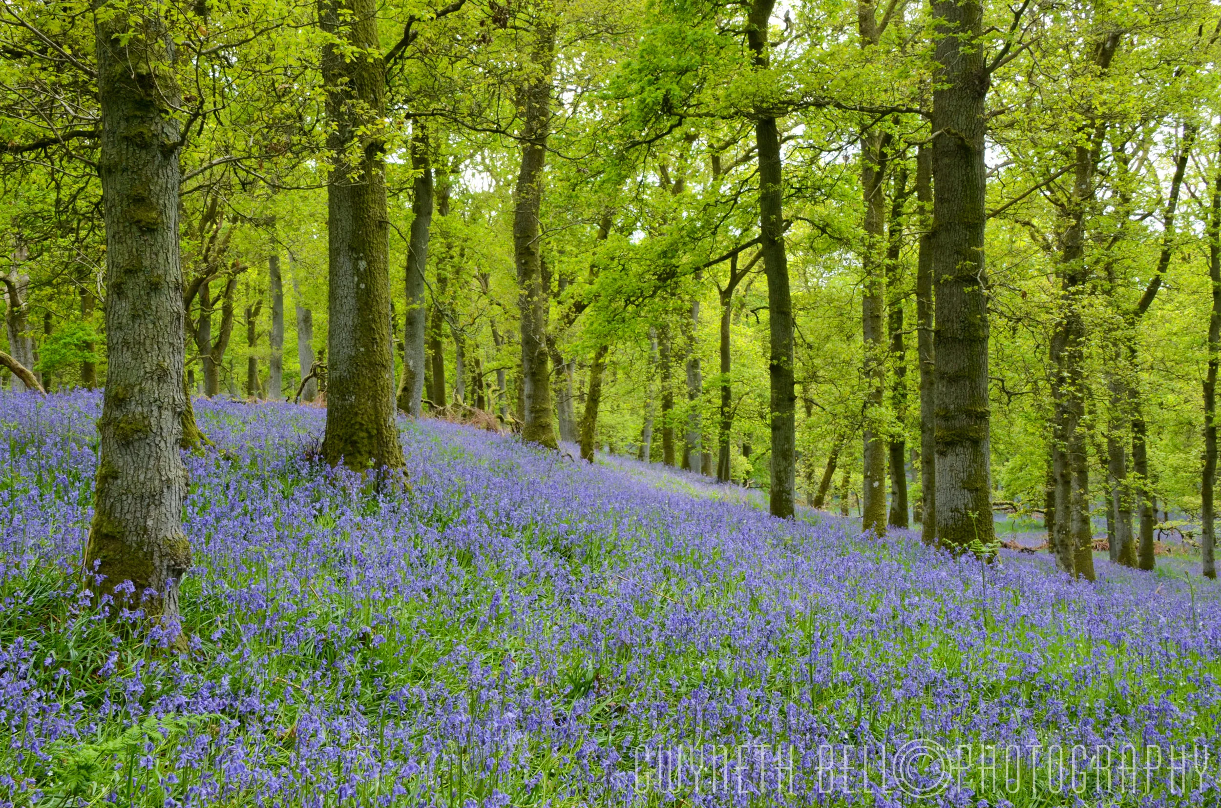 Kinclaven Woods