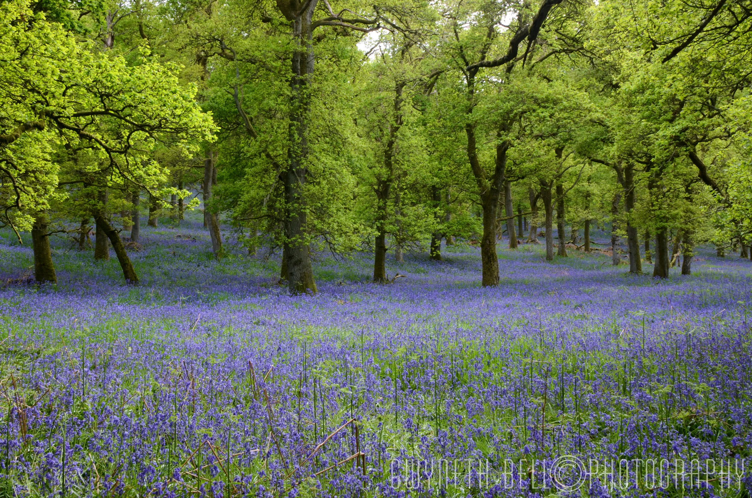 Kinclaven Woods