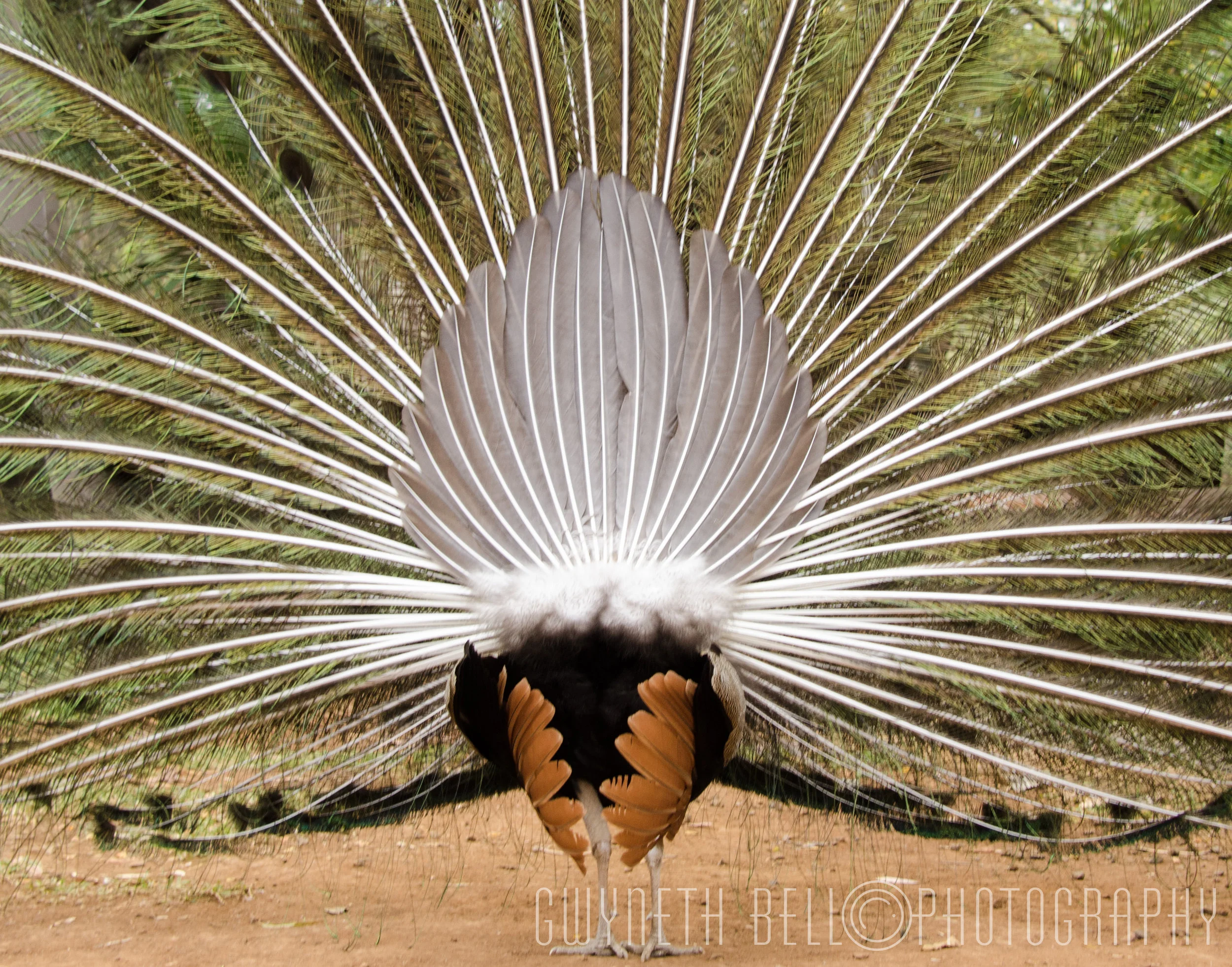 Rare rear view of a male Peacock dancing
