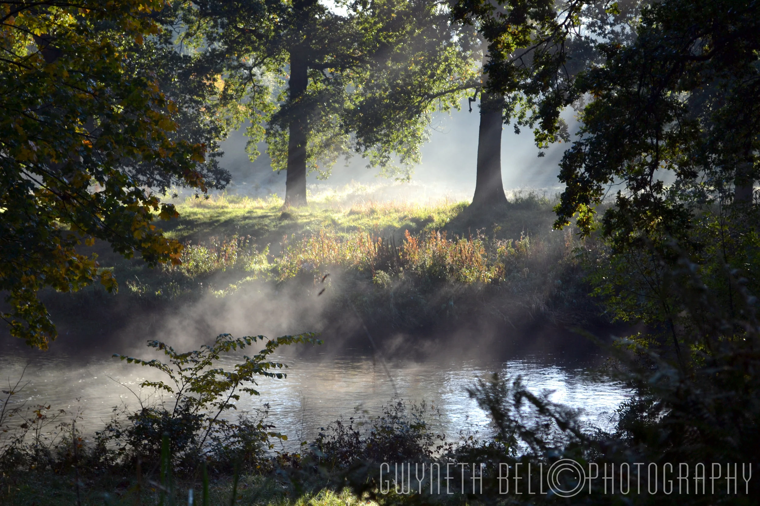 Misty Trees