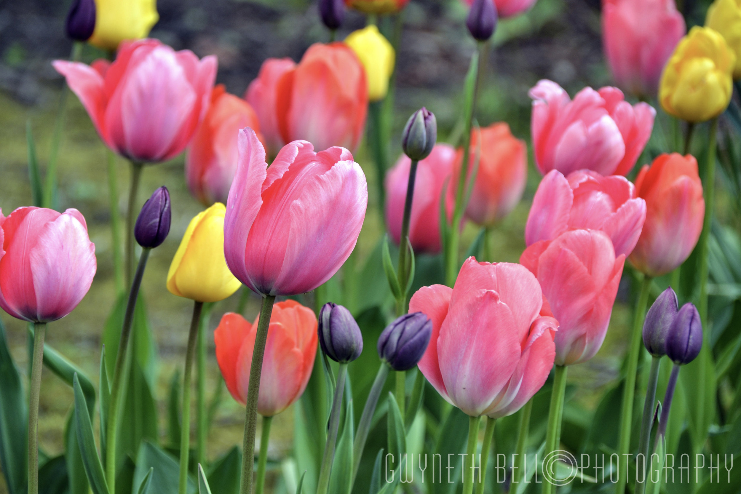 Tulips