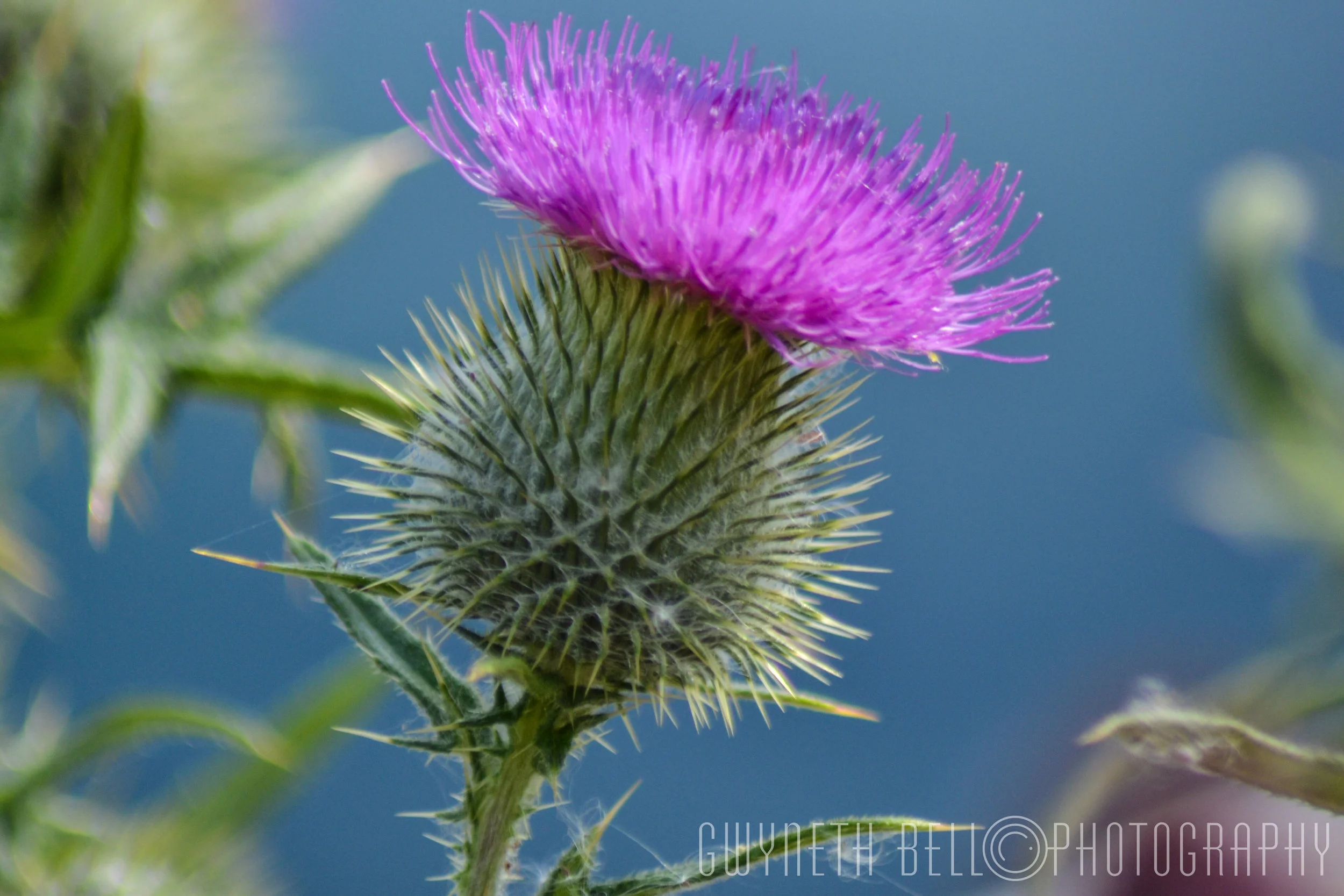 Scottish Thistle