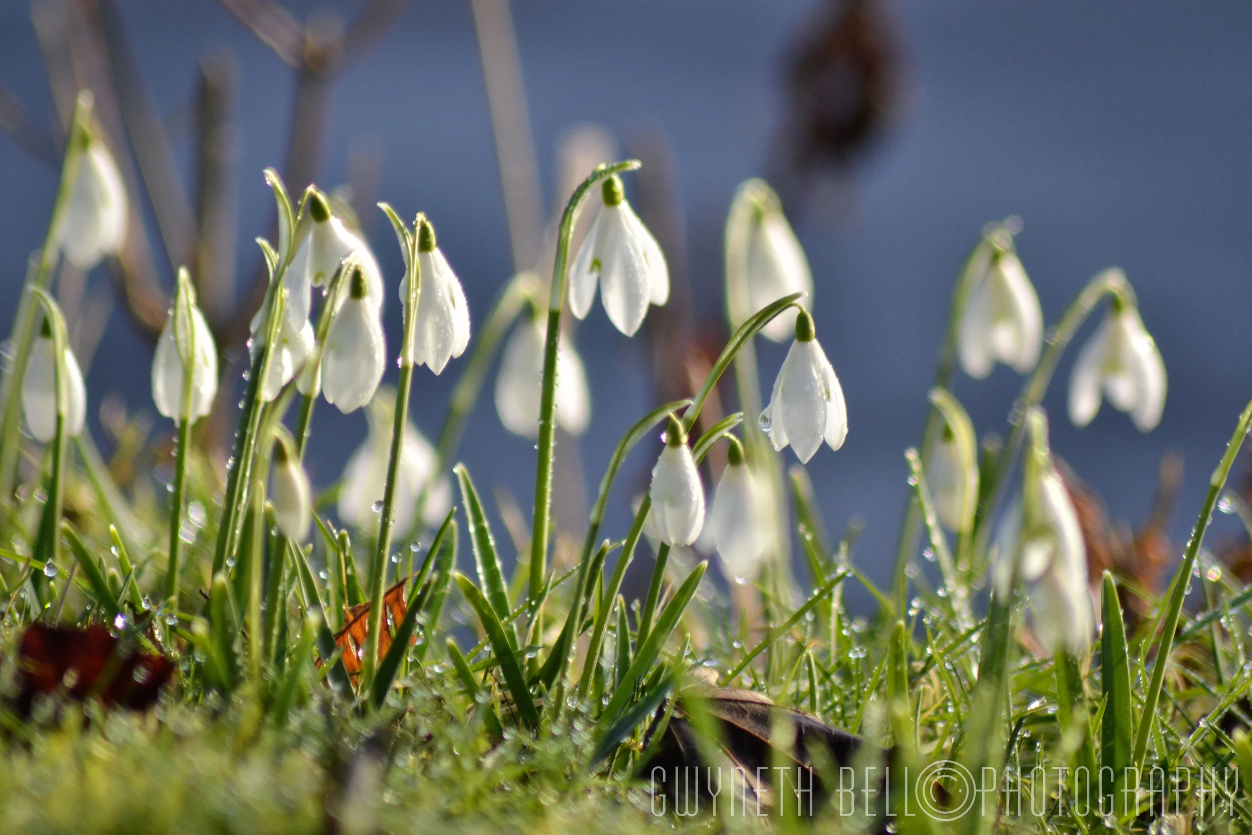 Snowdrops