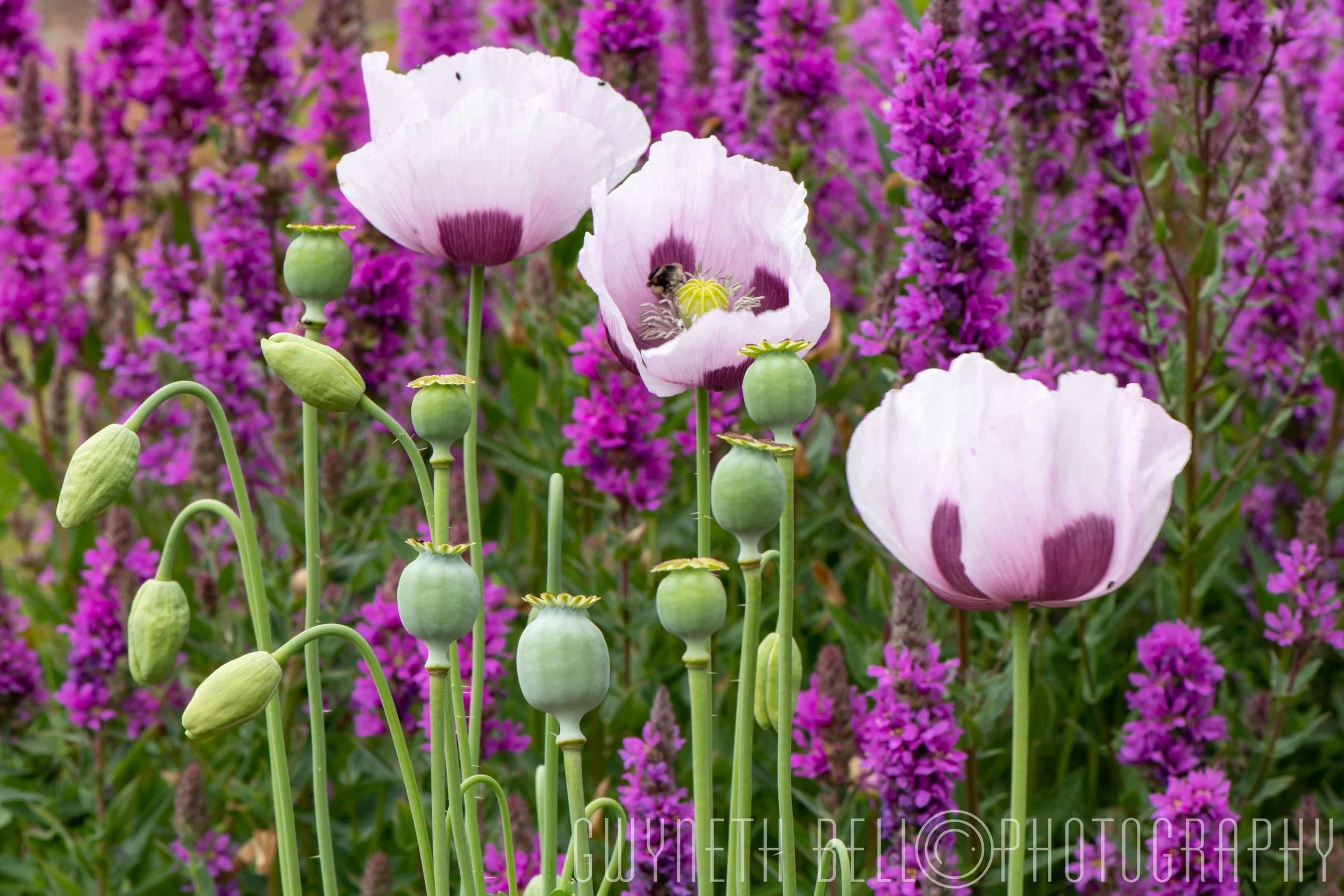Lilac Poppies