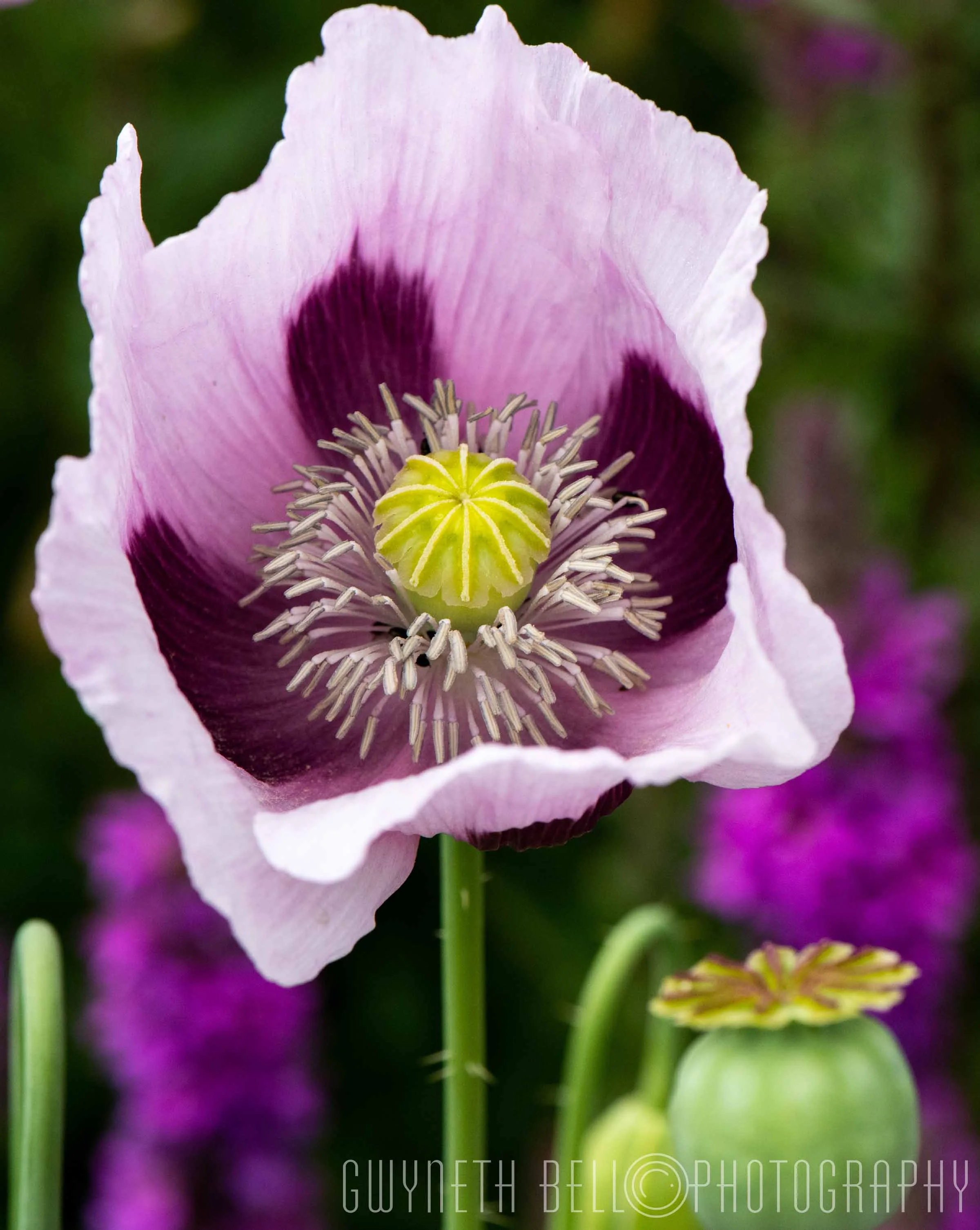 Lilac Poppy