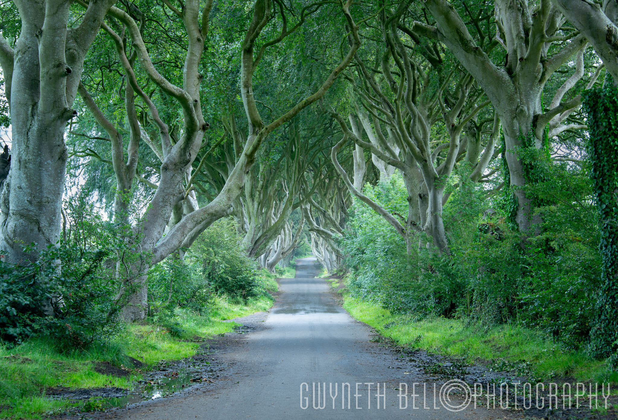 The Dark Hedges, Co Antrim, Northern Ireland