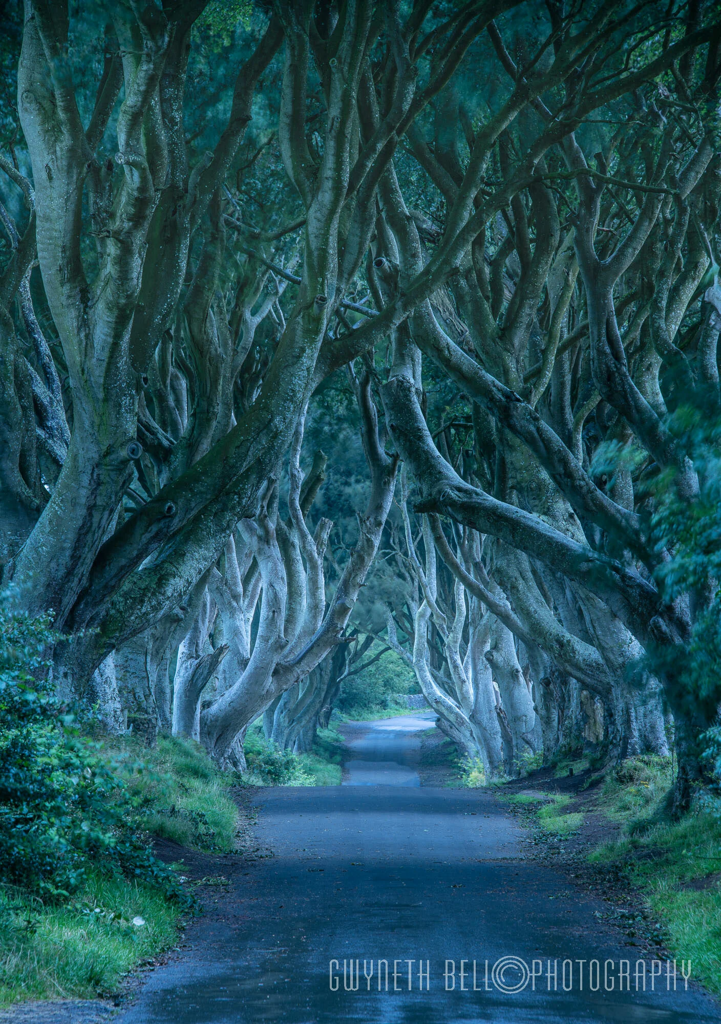 The Dark Hedges, Co Antrim, Northern Ireland