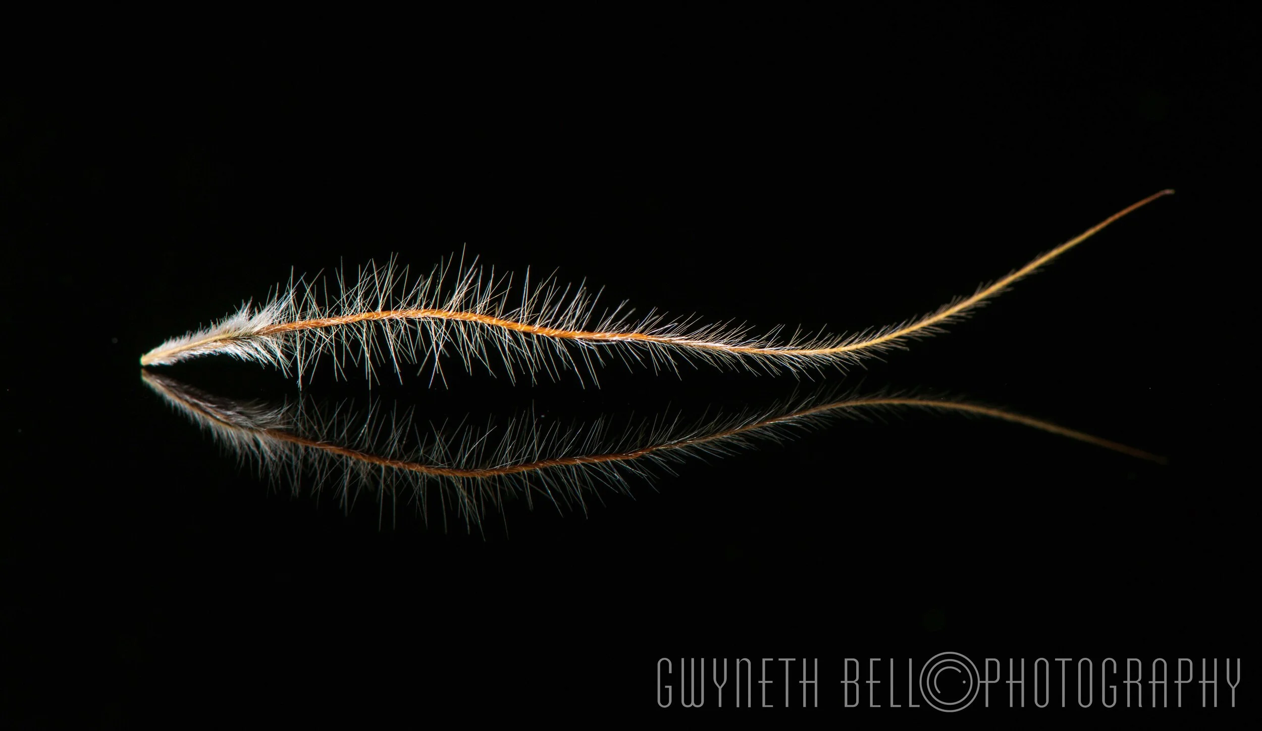 Anemone Seed Head in the disguise of fish - Macro Detailed Image