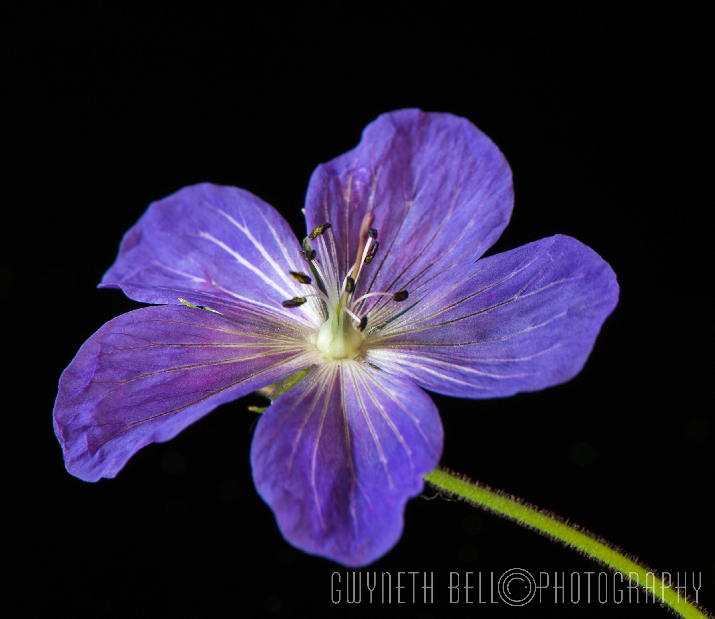 Purple Geranium