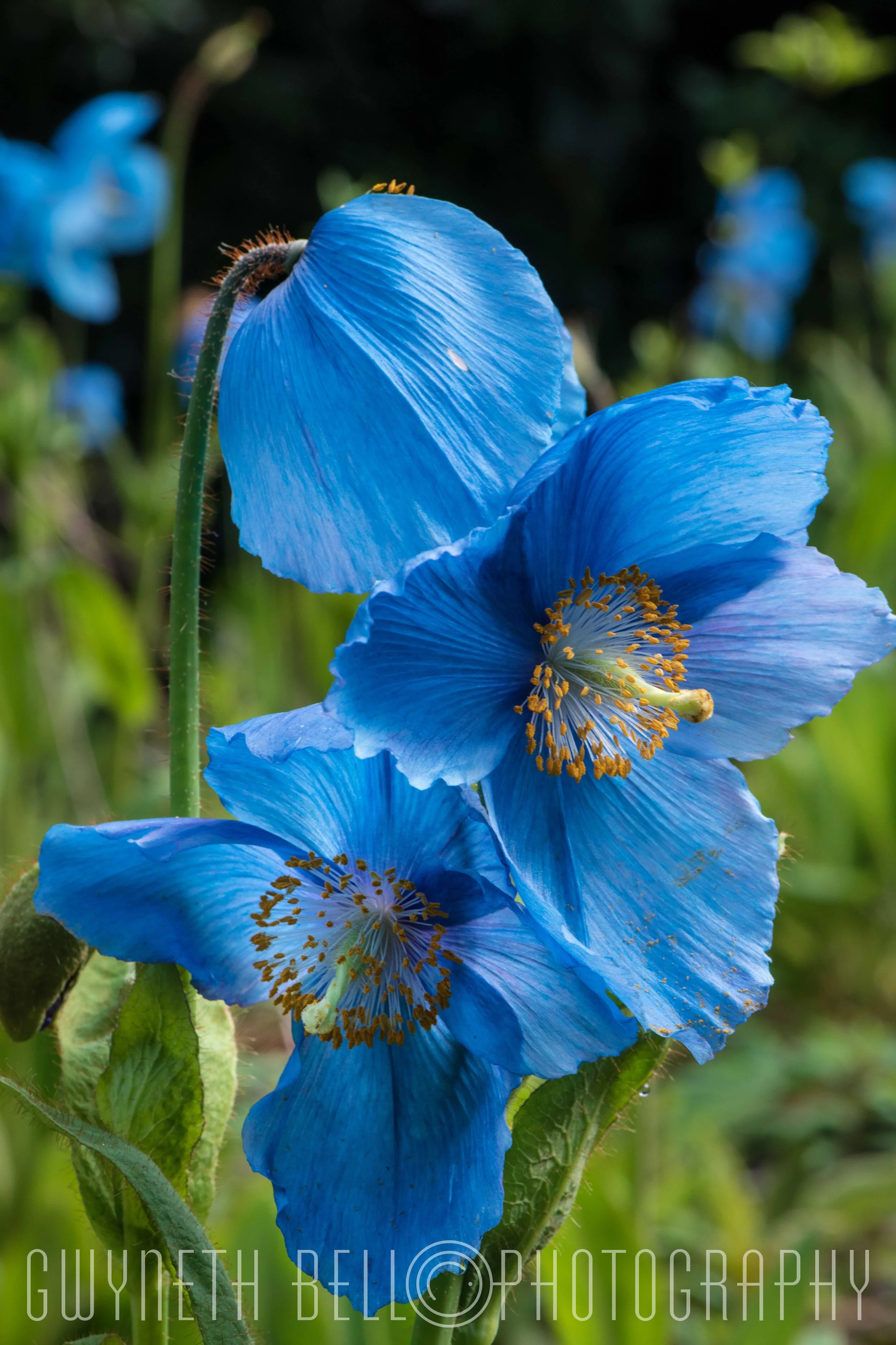  Himalayan Blue Poppy 