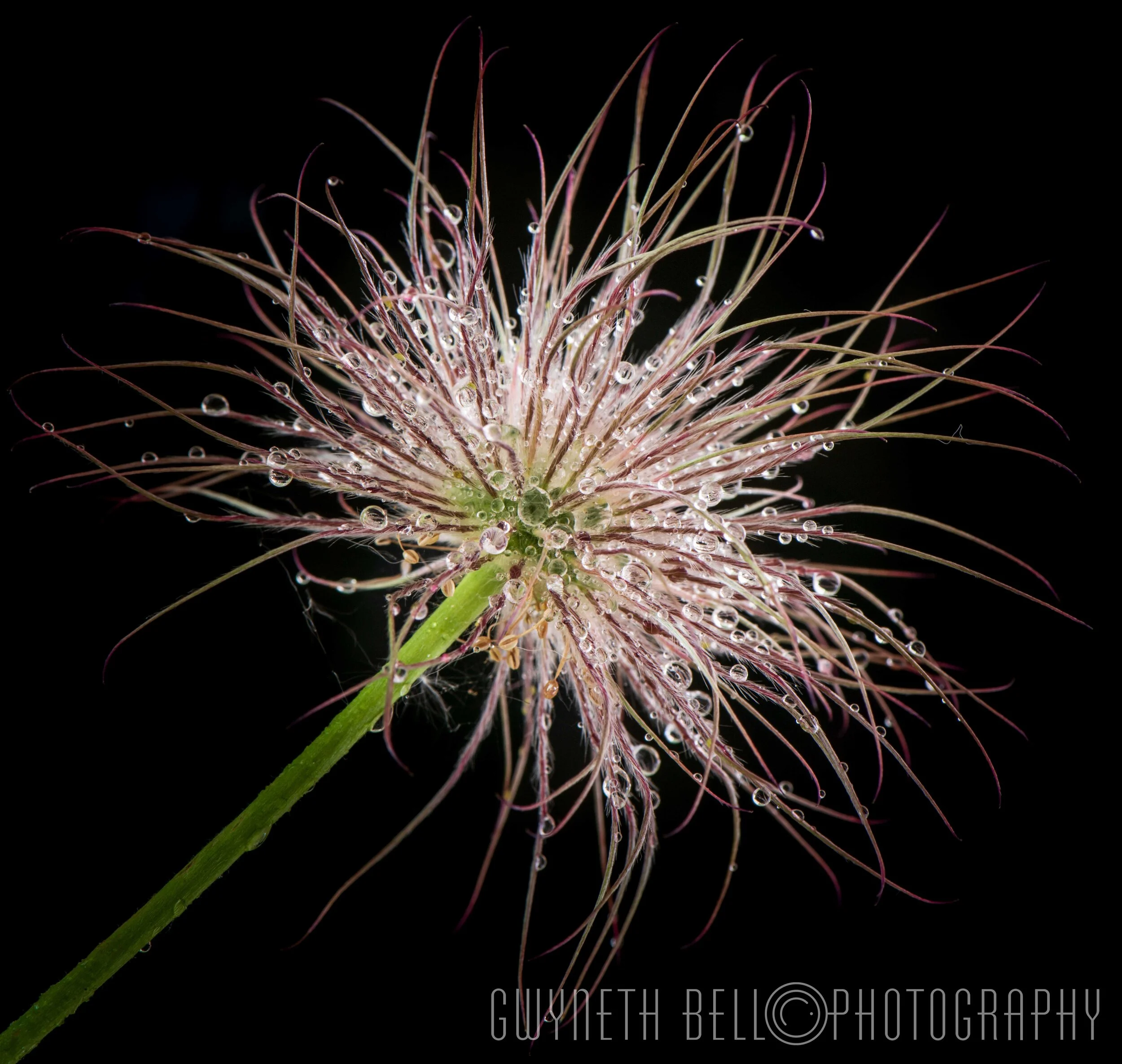  Anemone Seed Head 