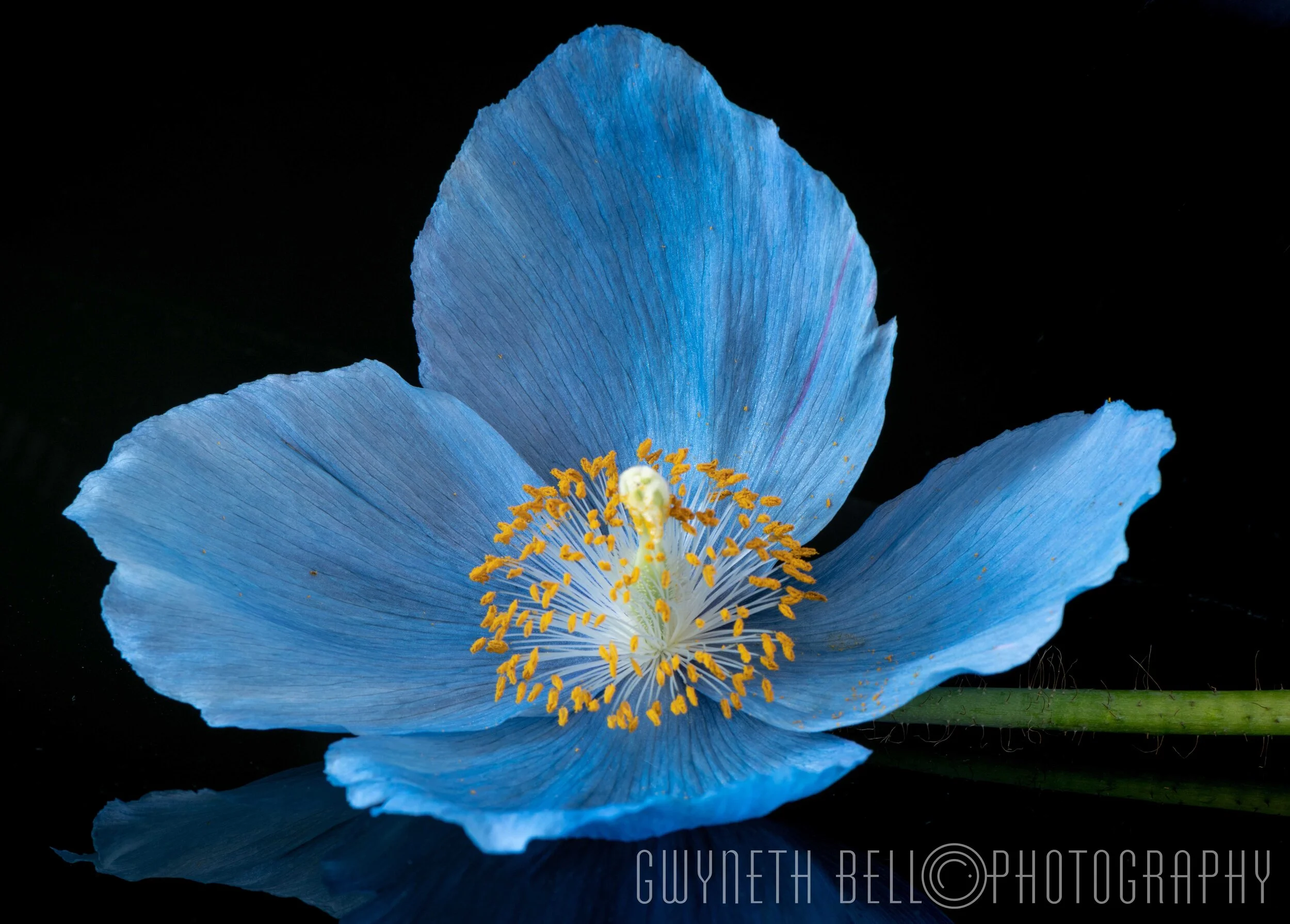  Himalayan Blue Poppy 