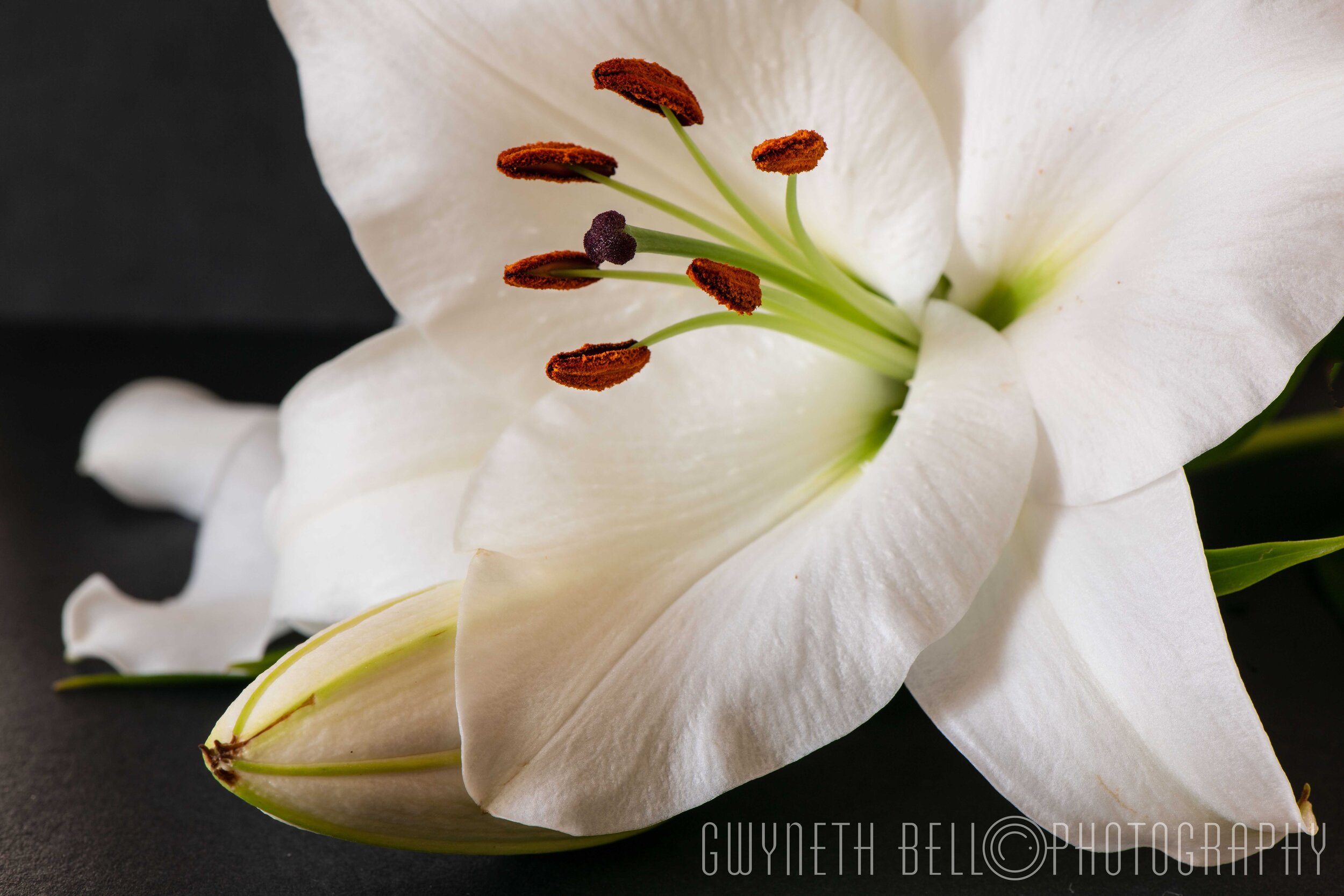  White Lily 