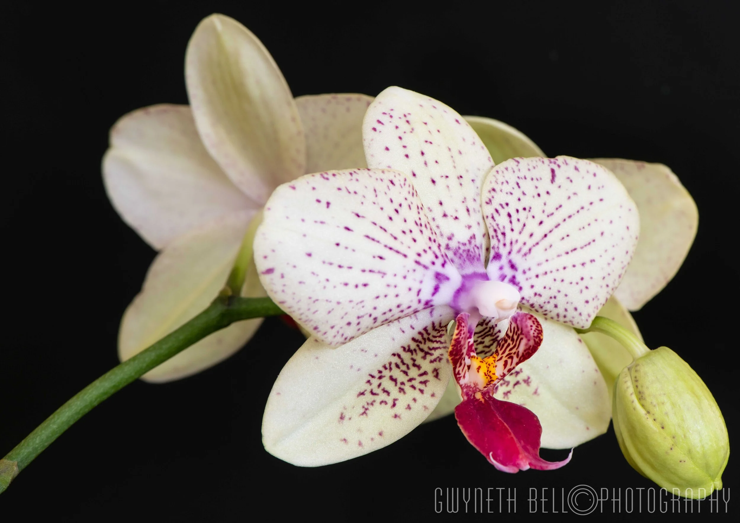  Orchid 