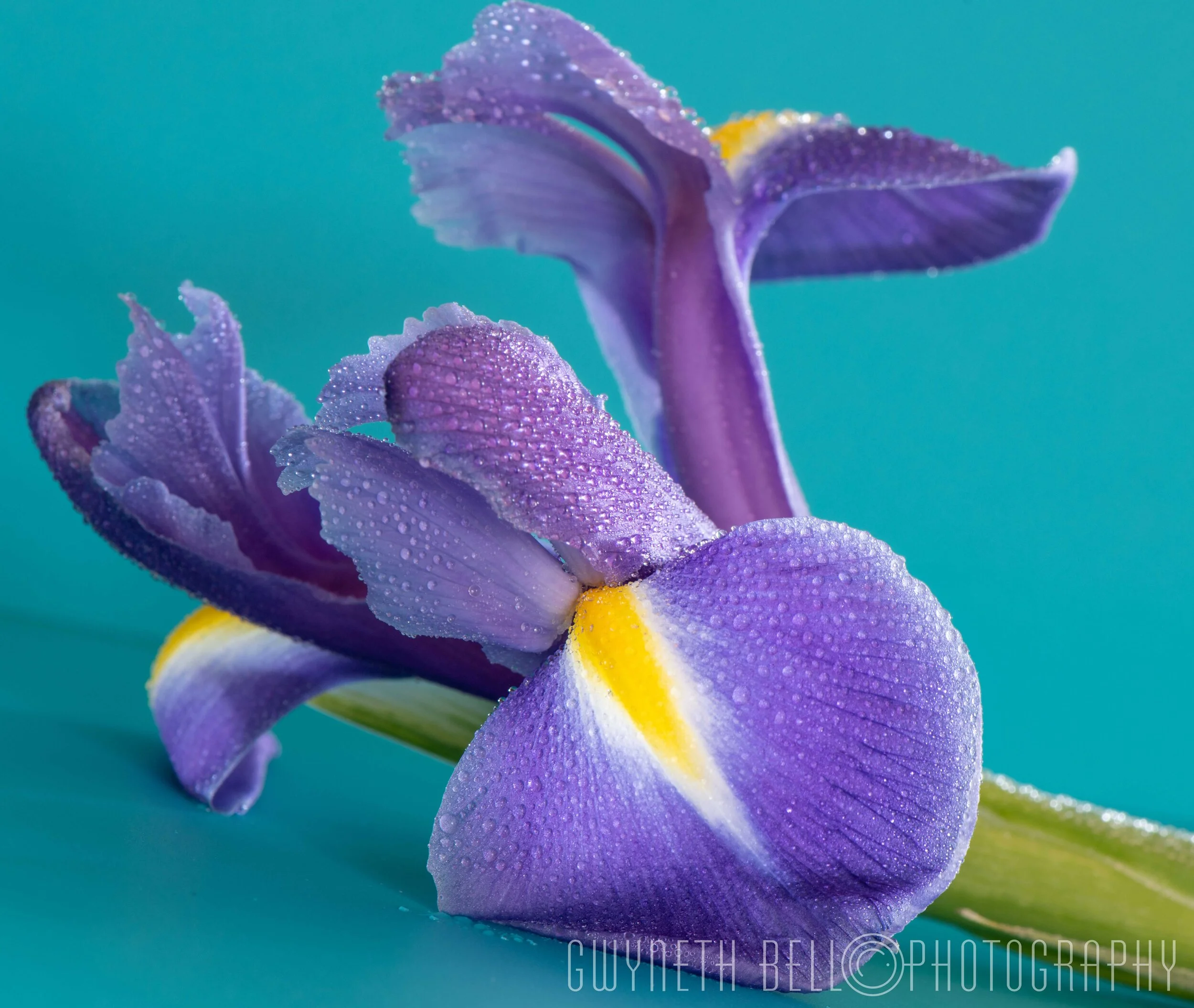  Purple Iris 