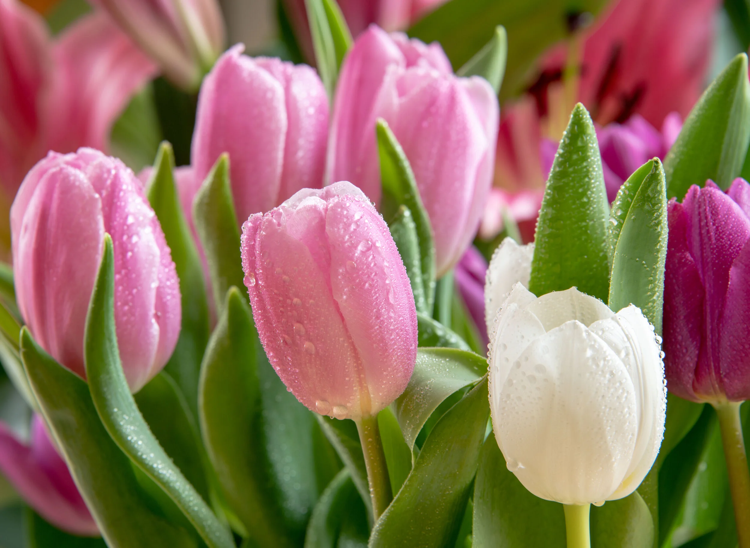  Tulips 