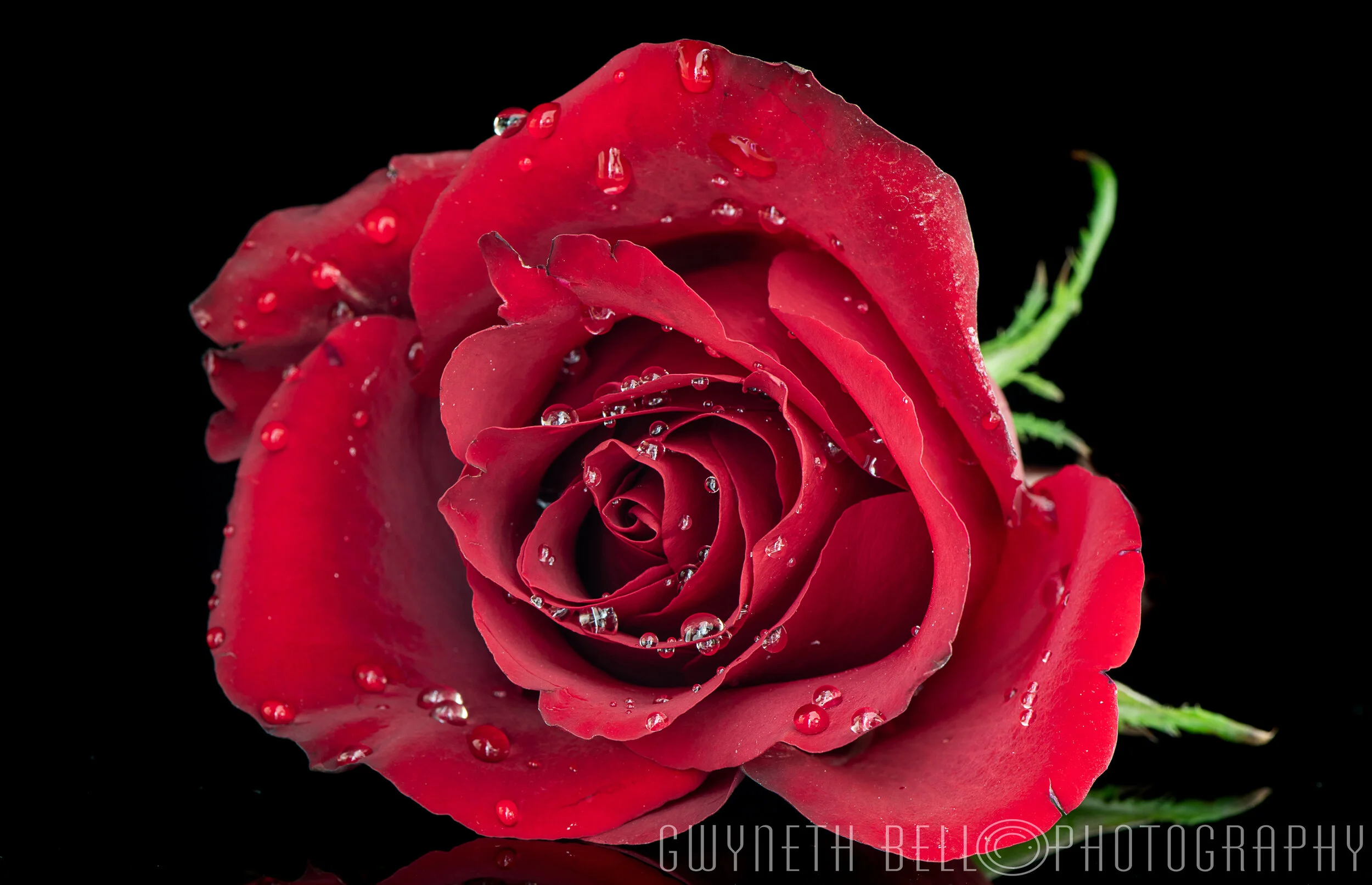  Red Rose 