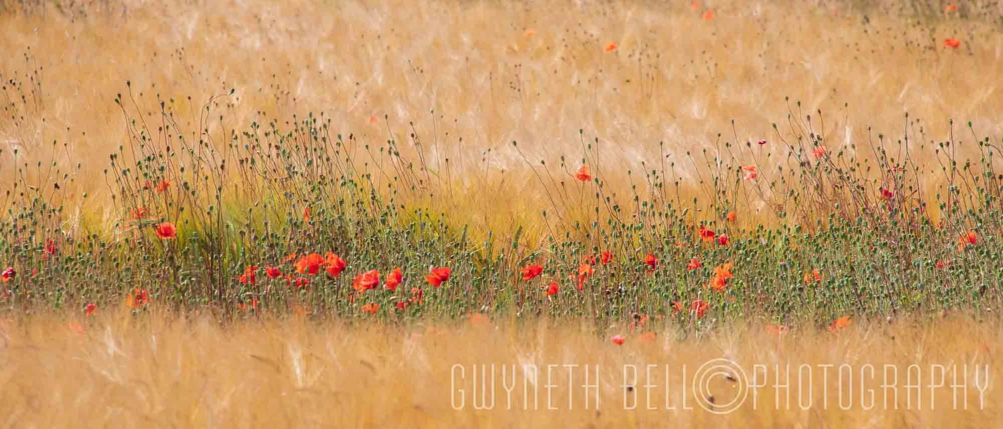  Poppy Field 