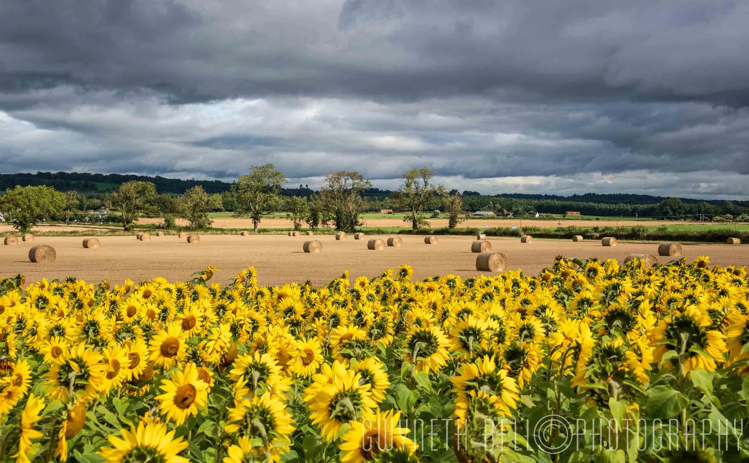  Sunflower Field 