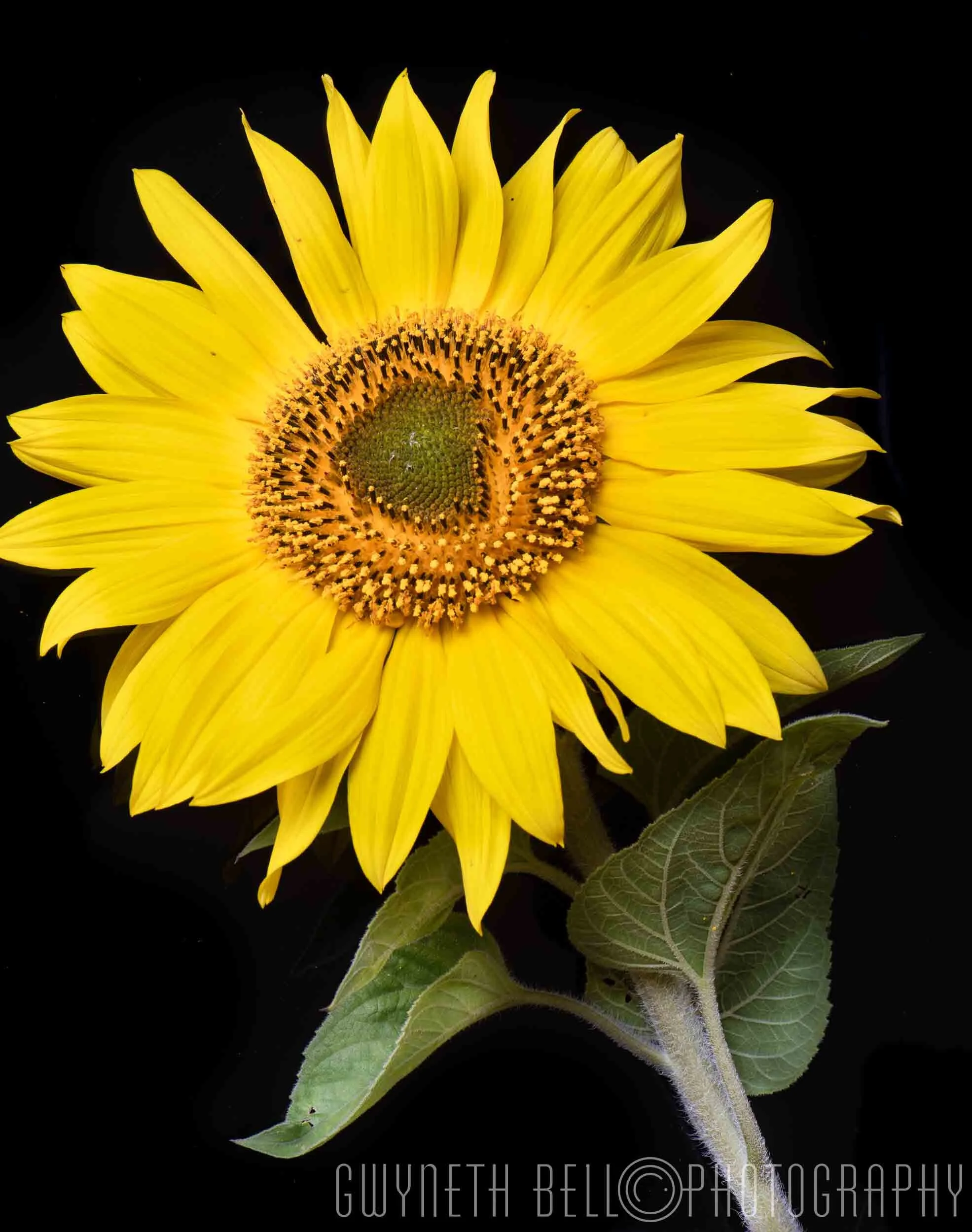  Happiness in a Sunflower 