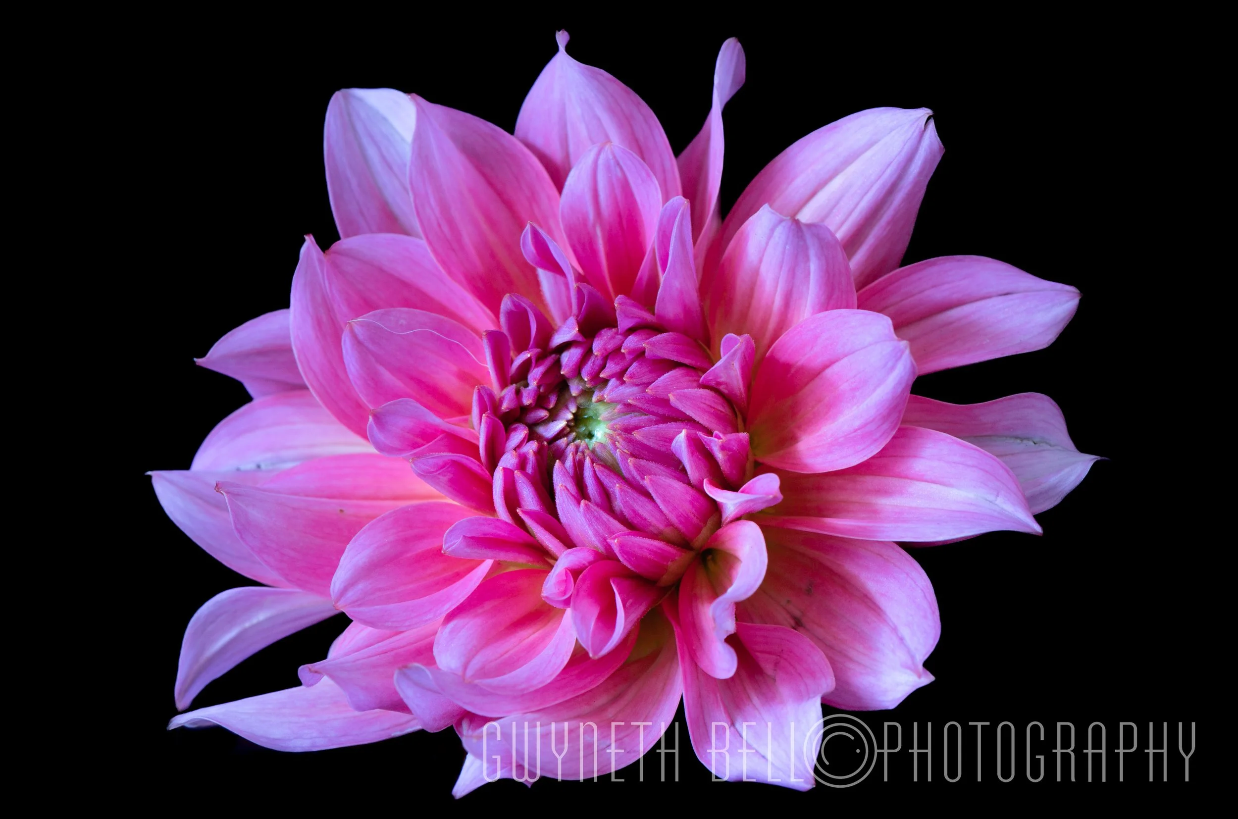 Cerise Pink Dahlia